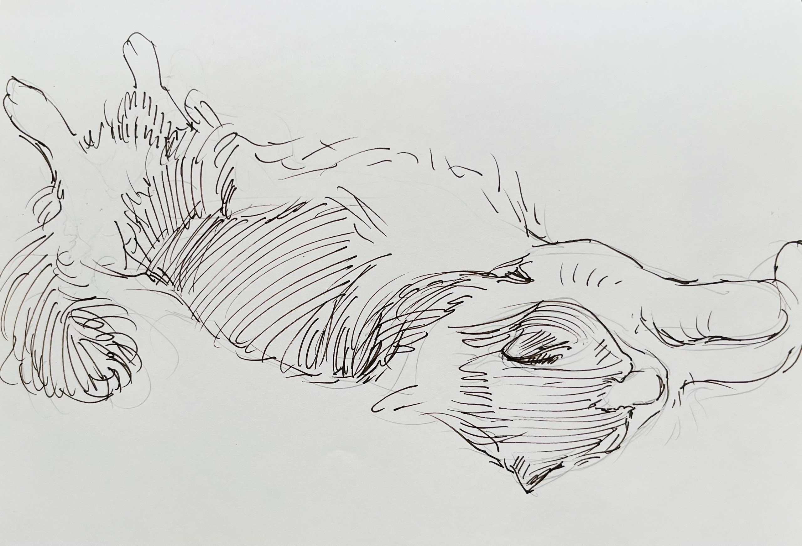 День котов. Ефремова Ольга. Художник