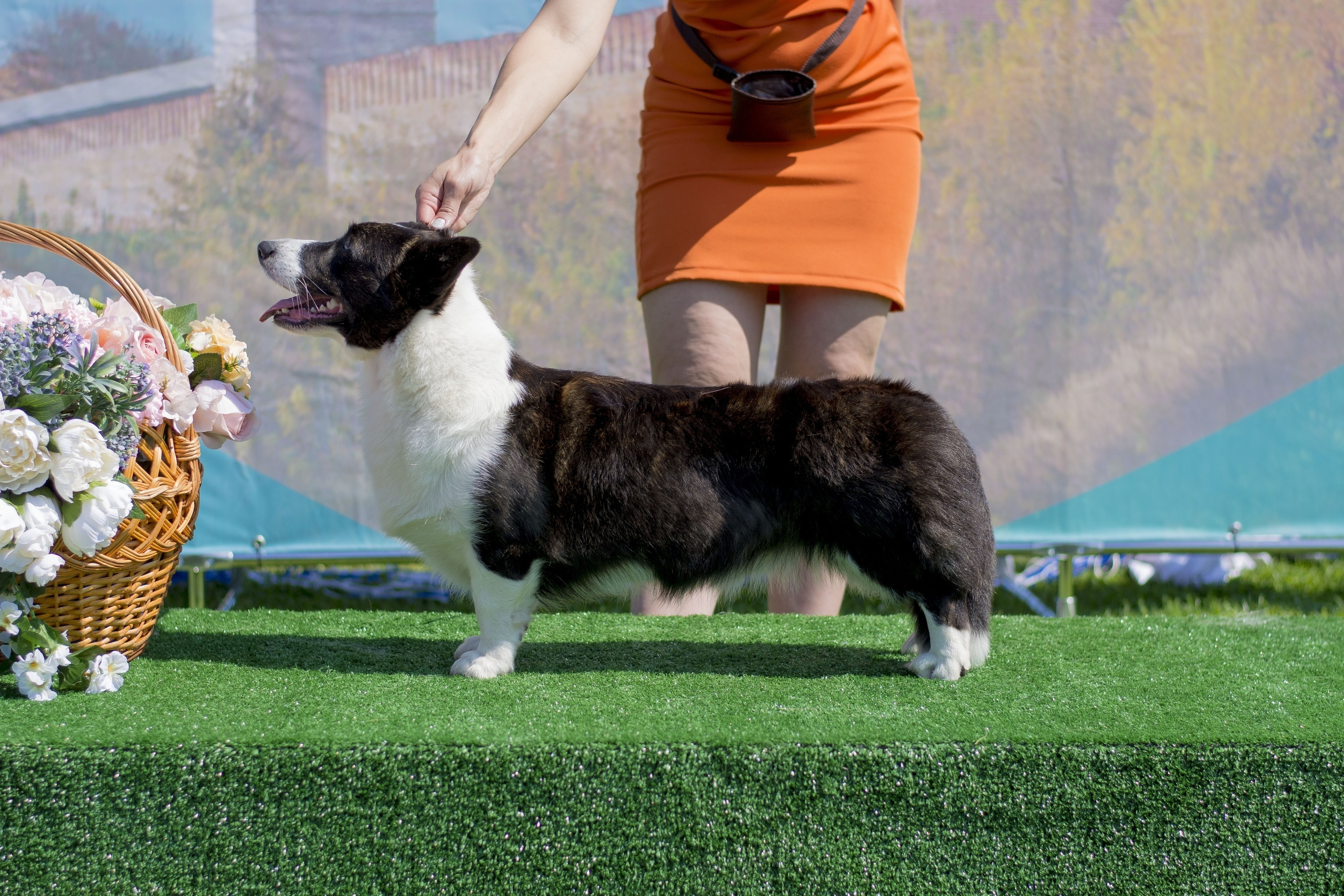 История питомника Ice Fantasy. Купить щенка Вельш-корги-кардиган в семейном питомнике — Ice Fantasy