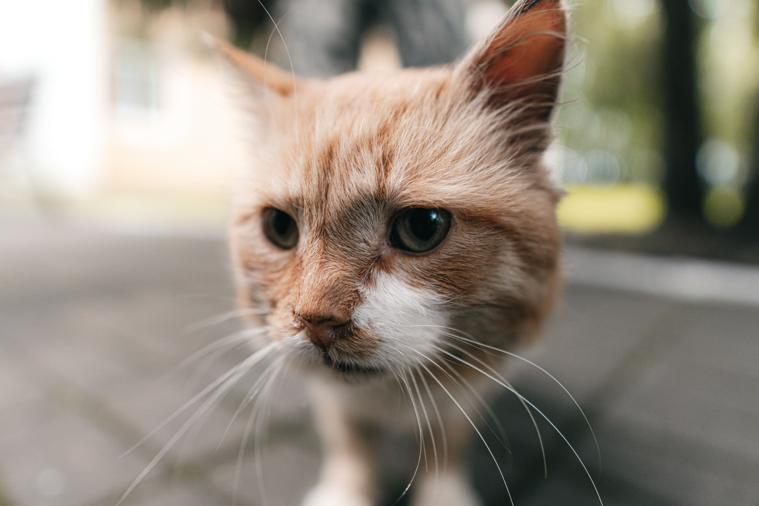 Летняя психологическая школа МГУ 2025. Саватейкин Ярослав | Портретный фотограф в Москве