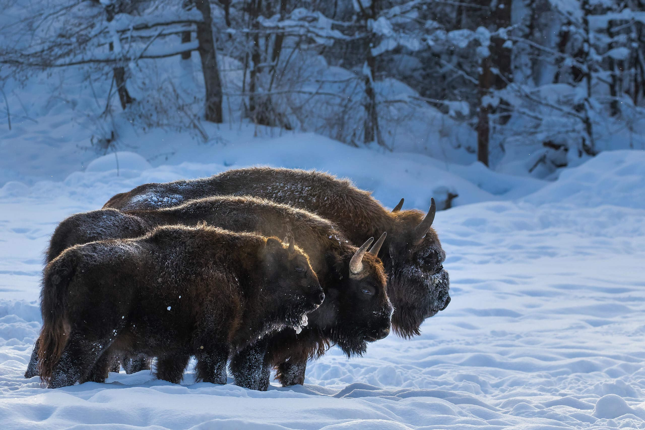 Фототур по съемке зубров в заповеднике “Калужские Засеки”