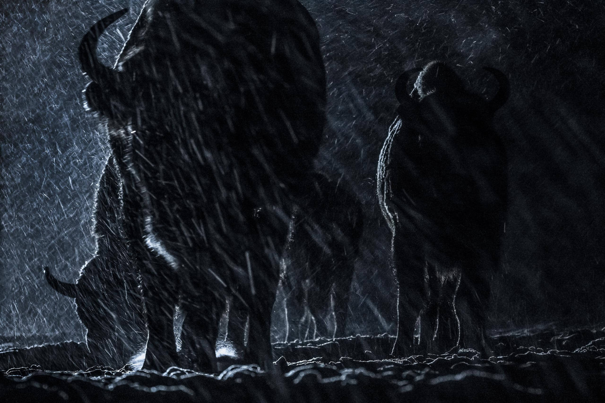 Фототур по съемке зубров в заповеднике “Калужские Засеки”