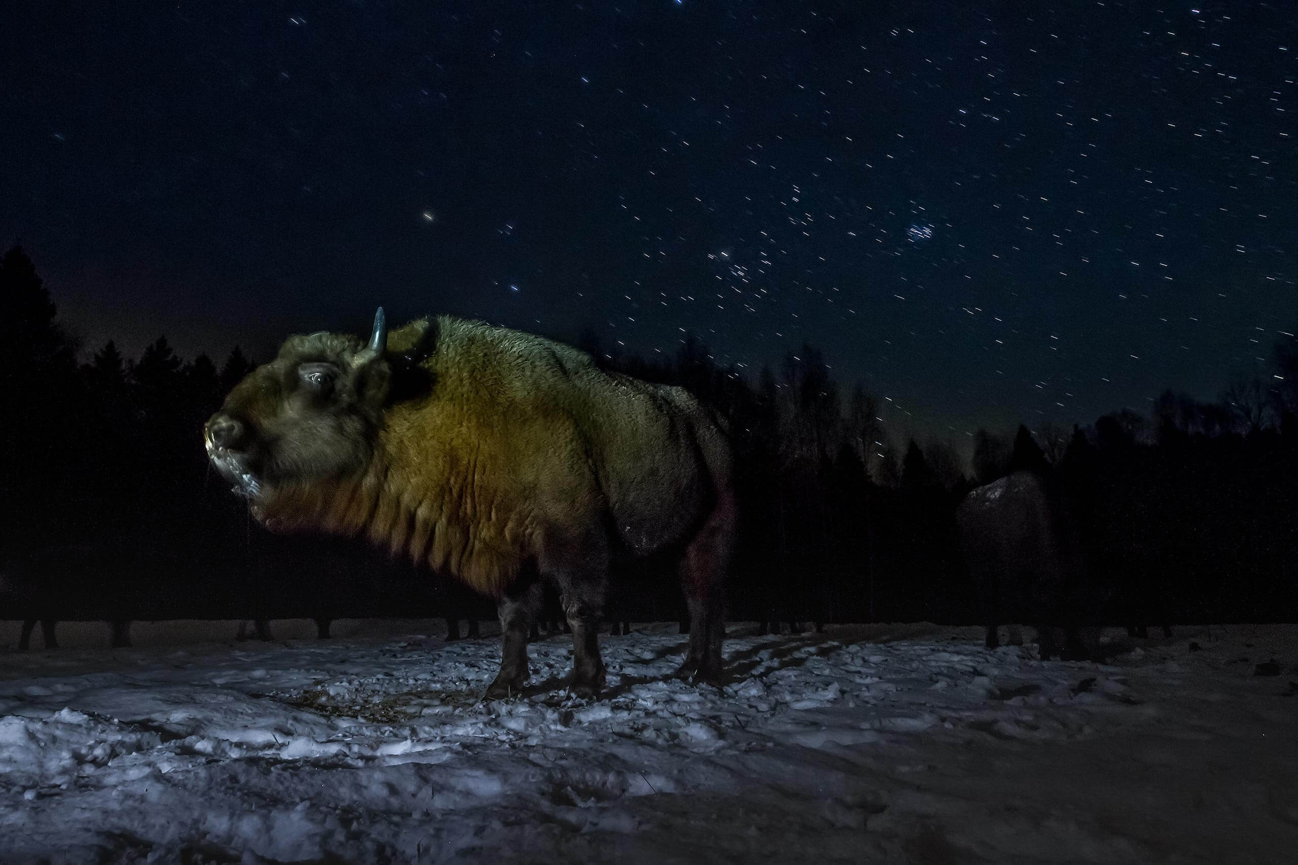 Фототур по съемке зубров в заповеднике “Калужские Засеки”