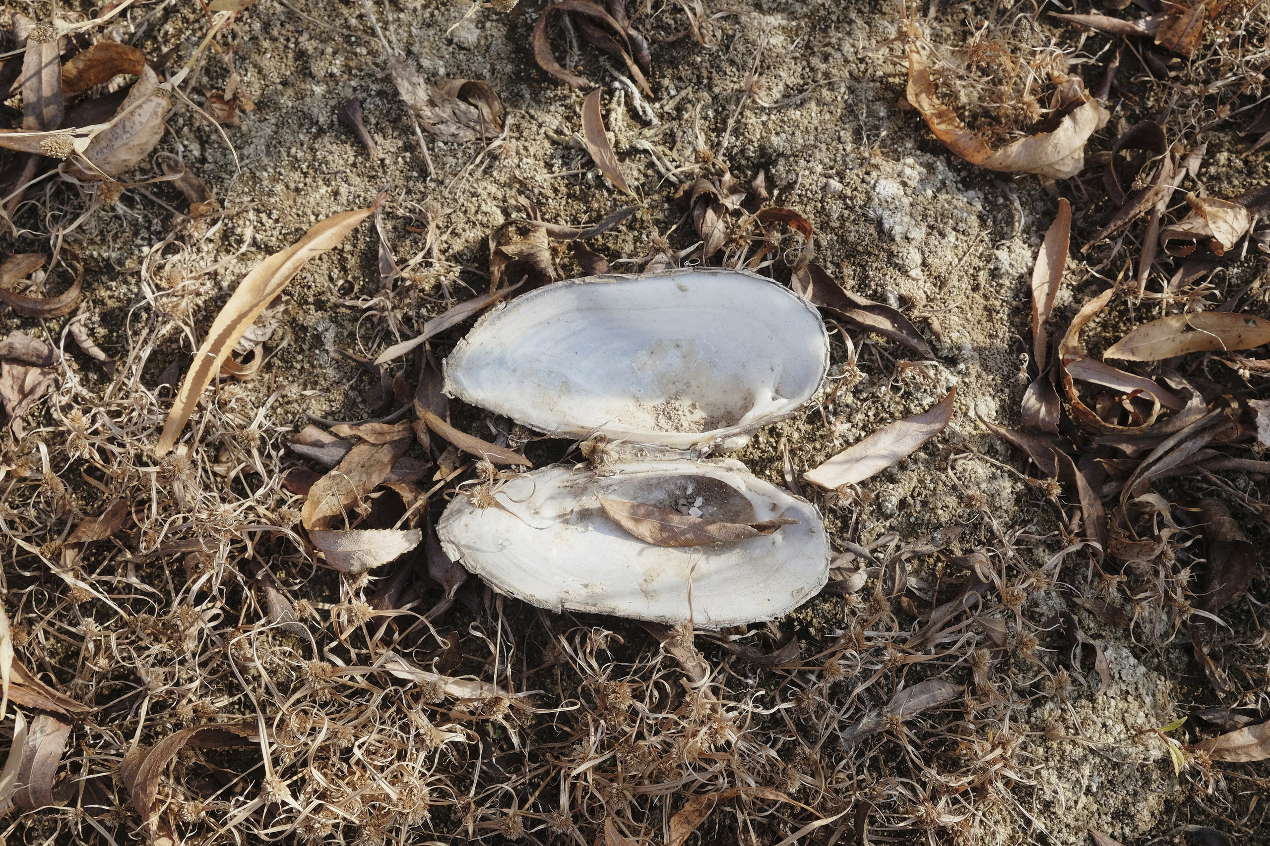 Шкатулка с сокровищами|Ира Буравкова. Private image