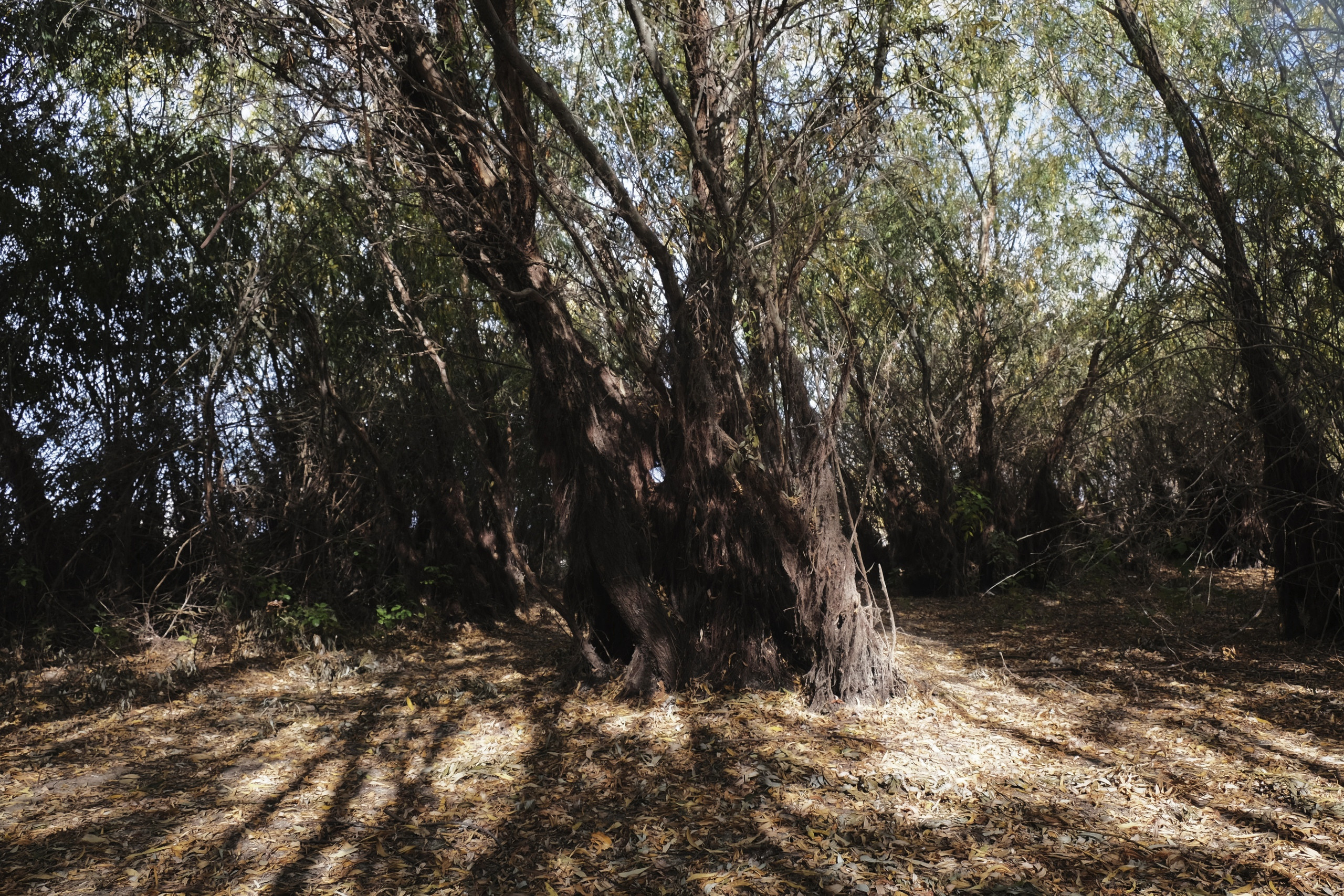 Шкатулка с сокровищами|Ира Буравкова. Private image