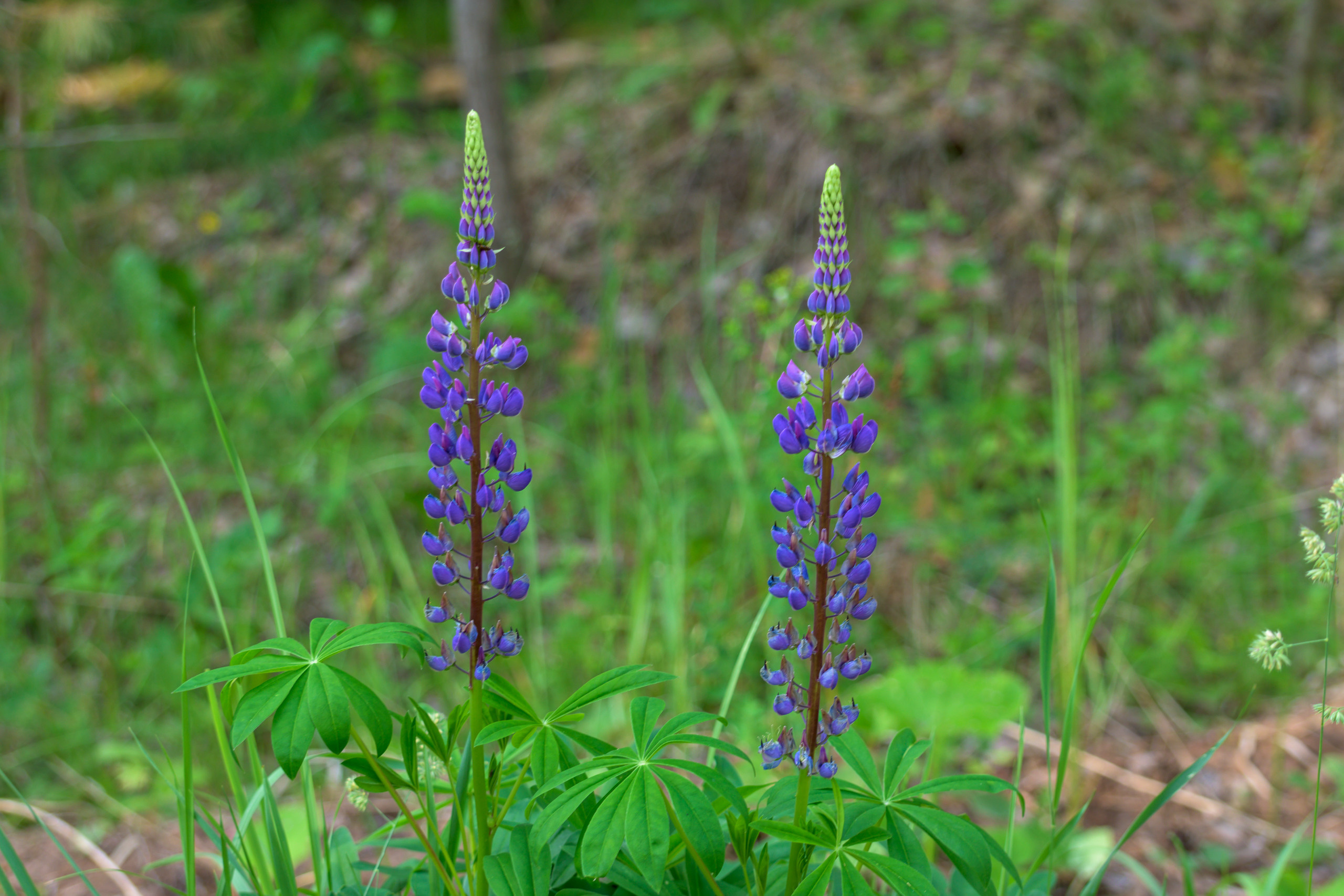 Nikon Z 50 Camera with AF-S VR Zoom-Nikkor 70-300mm f/4.5-5.6G IF-ED. Examples of RAW files