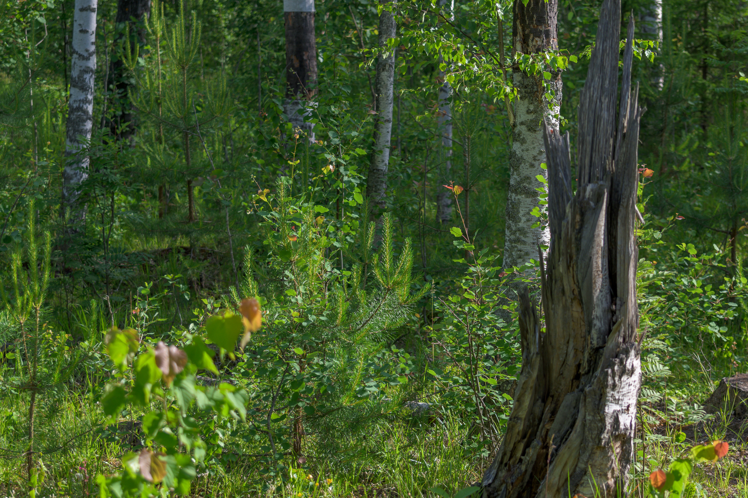 Nikon Z 50 Camera with AF-S VR Zoom-Nikkor 70-300mm f/4.5-5.6G IF-ED. Examples of RAW files