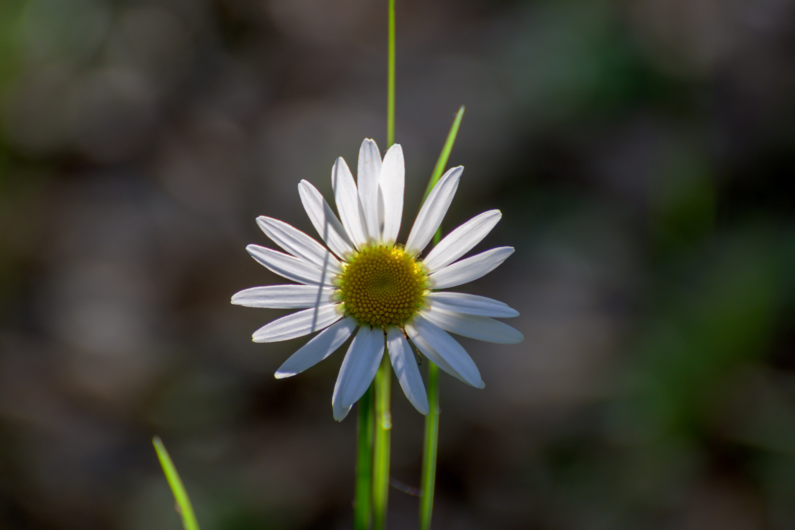 Nikon Z 50 Camera with AF-S VR Zoom-Nikkor 70-300mm f/4.5-5.6G IF-ED. Examples of RAW files