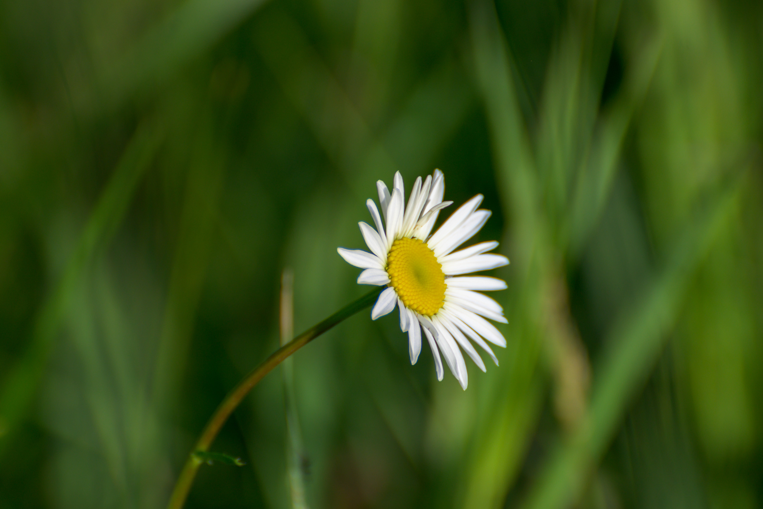 Nikon Z 50 Camera with AF-S VR Zoom-Nikkor 70-300mm f/4.5-5.6G IF-ED. Examples of RAW files