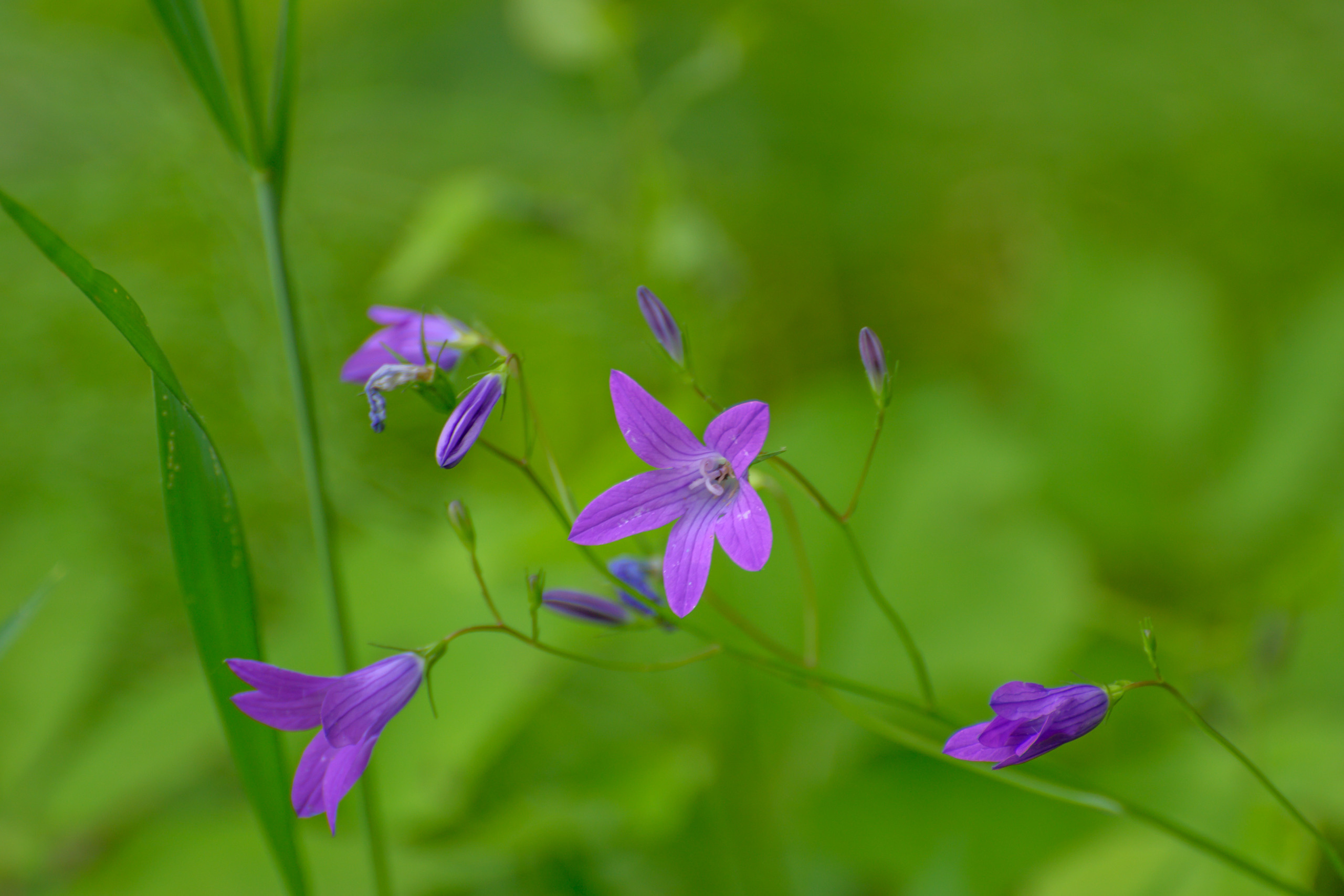 Nikon Z 50 Camera with AF-S VR Zoom-Nikkor 70-300mm f/4.5-5.6G IF-ED. Examples of RAW files