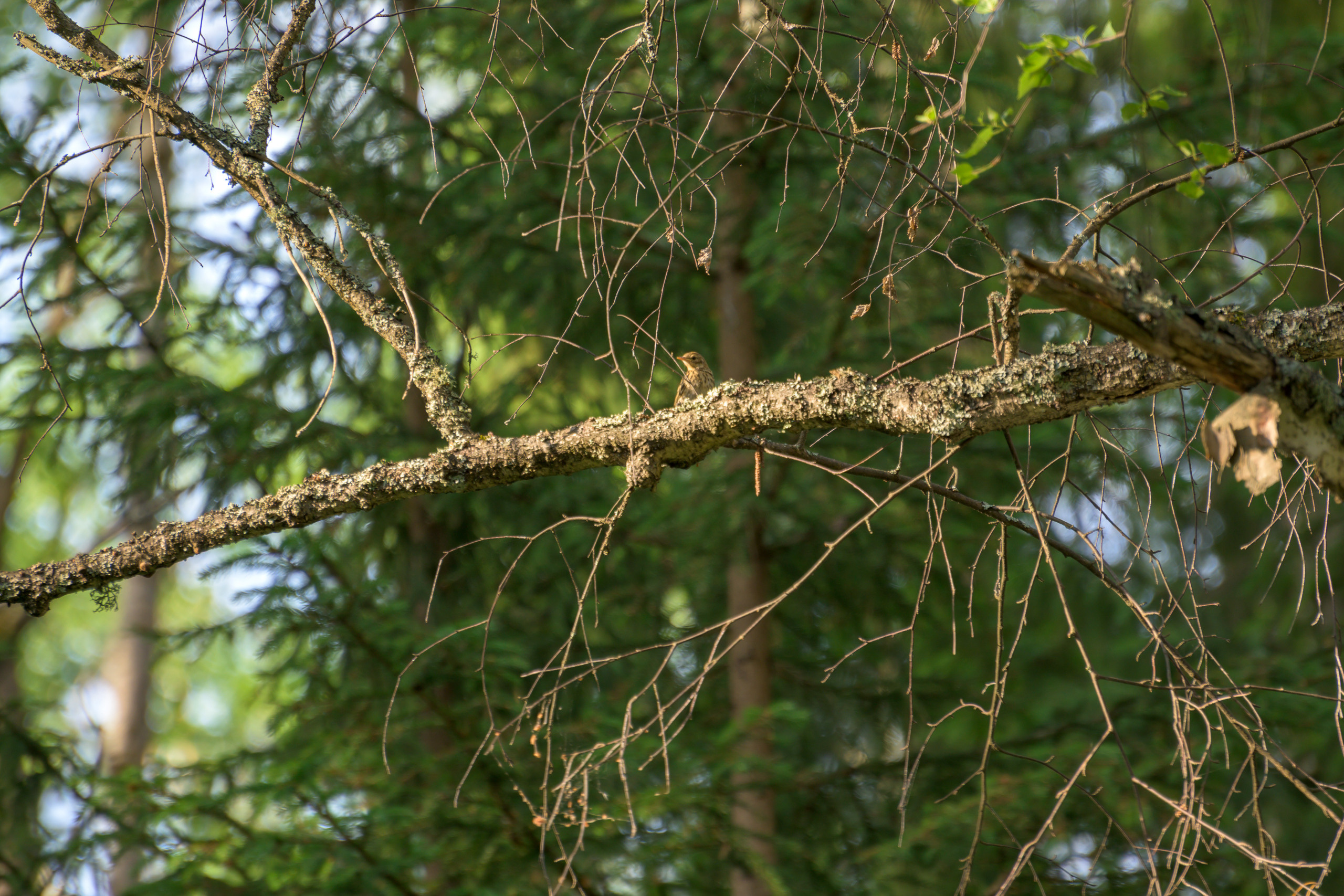 Nikon Z 50 Camera with AF-S VR Zoom-Nikkor 70-300mm f/4.5-5.6G IF-ED. Examples of RAW files