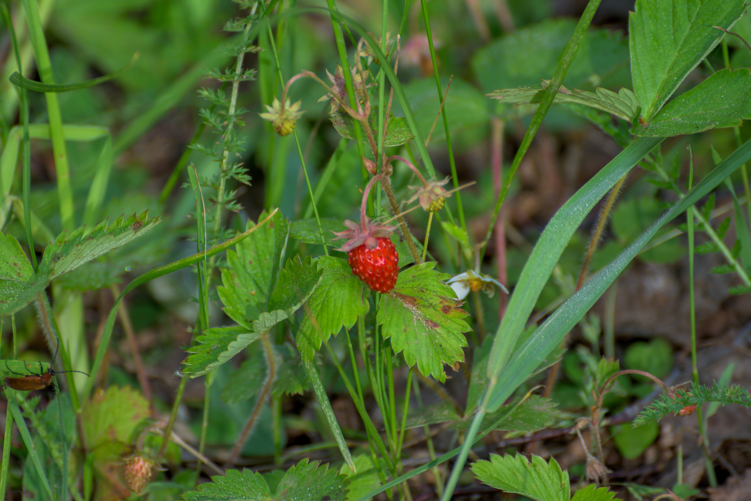 Nikon Z 50 Camera with AF-S VR Zoom-Nikkor 70-300mm f/4.5-5.6G IF-ED. Examples of RAW files