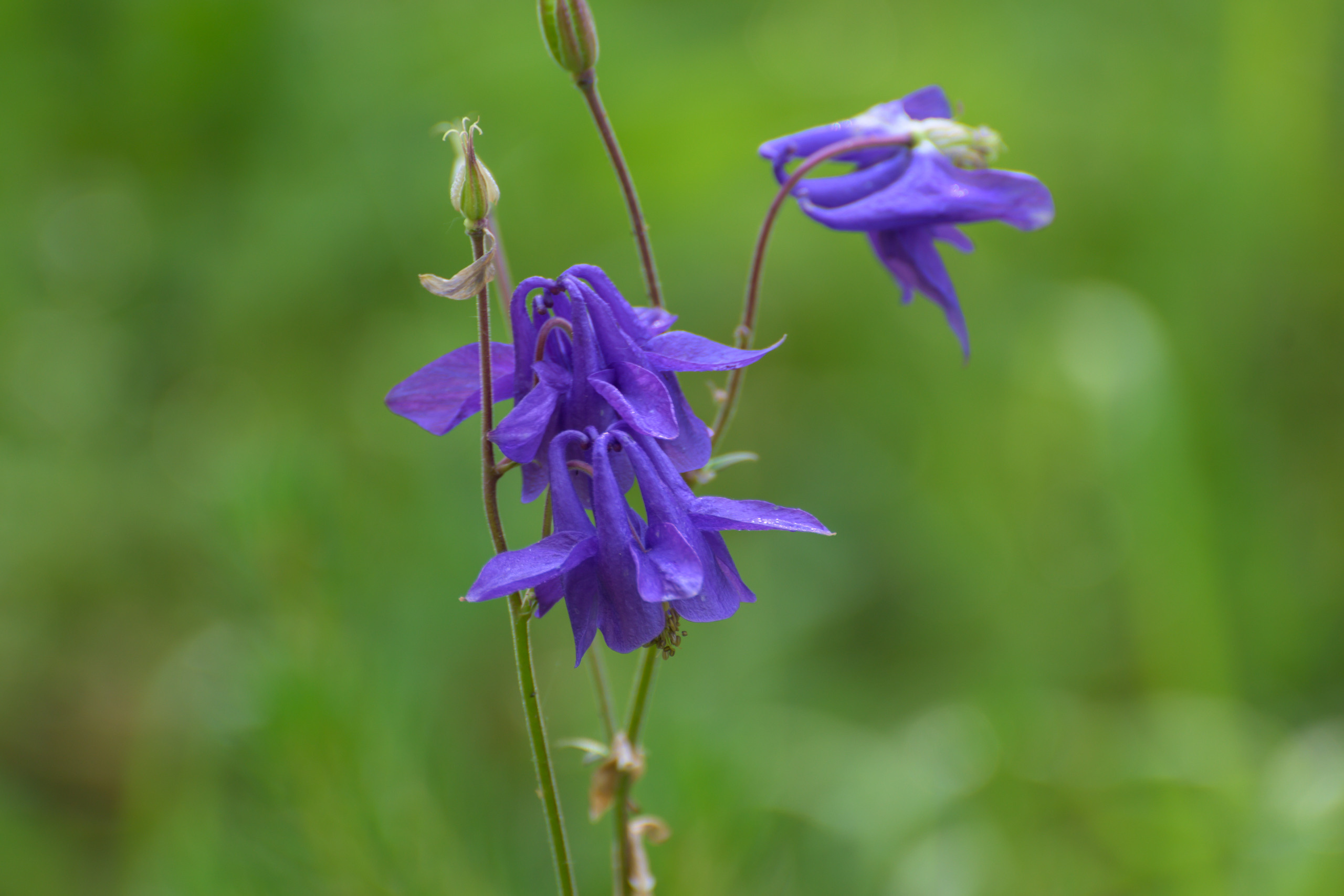 Nikon Z 50 Camera with AF-S VR Zoom-Nikkor 70-300mm f/4.5-5.6G IF-ED. Examples of RAW files