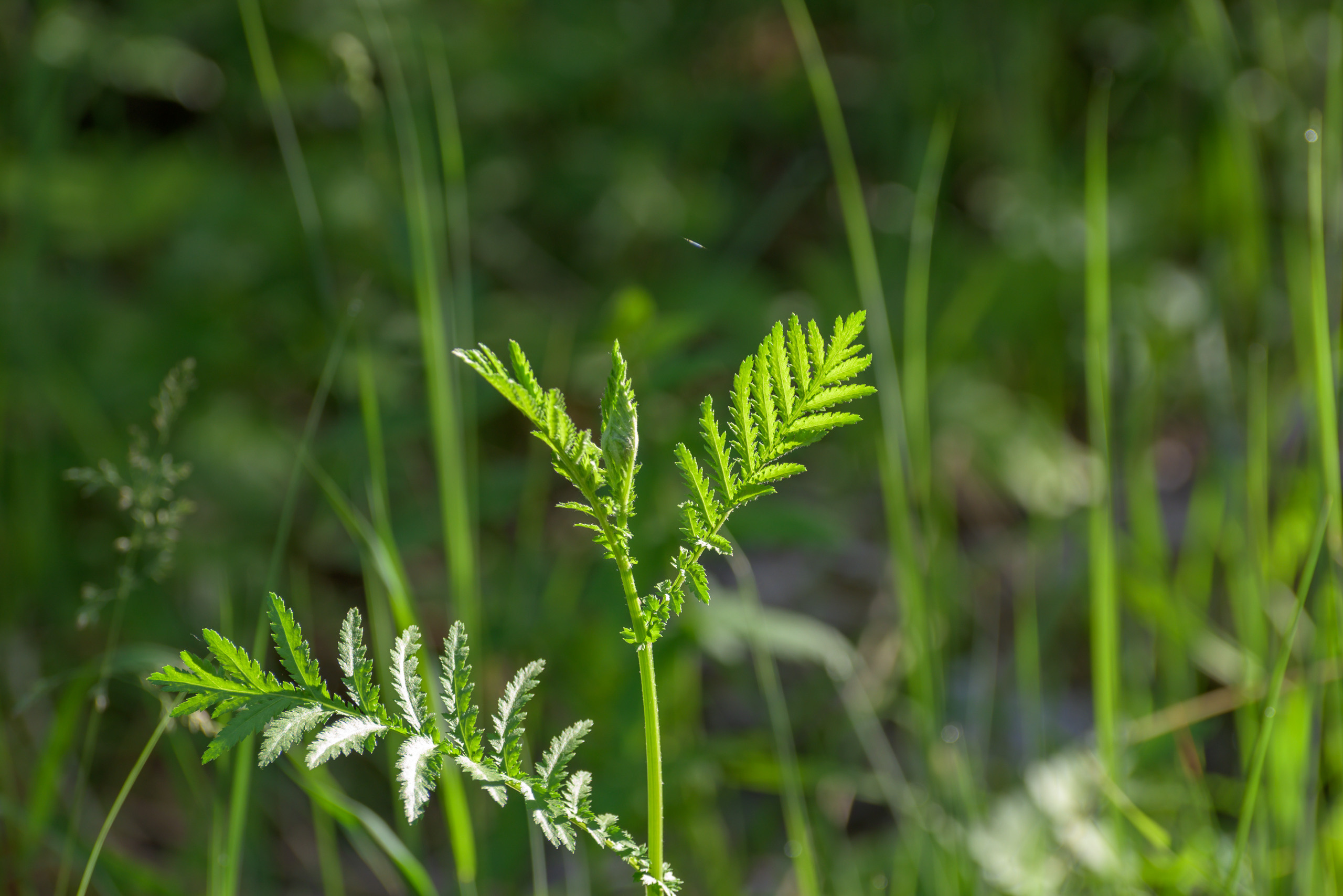 Nikon Z 50 Camera with AF-S VR Zoom-Nikkor 70-300mm f/4.5-5.6G IF-ED. Examples of RAW files