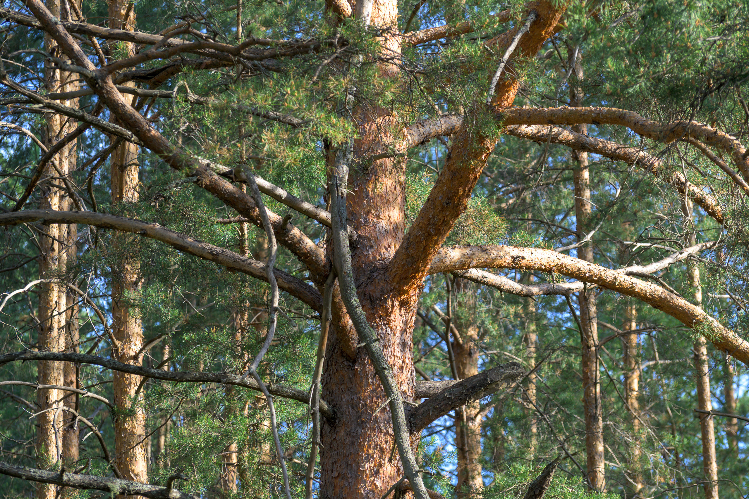 Nikon Z 50 Camera with AF-S VR Zoom-Nikkor 70-300mm f/4.5-5.6G IF-ED. Examples of RAW files