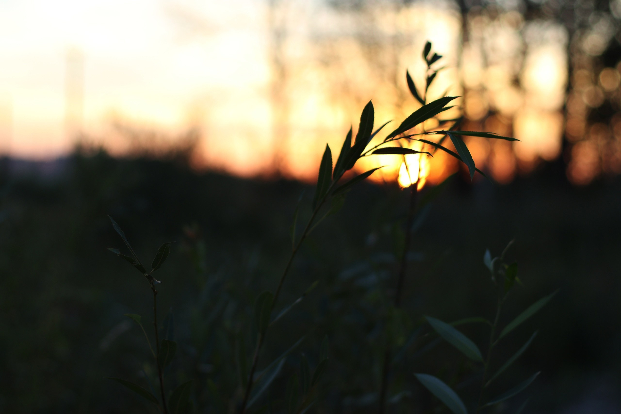 Фотограф в Санкт-Петербурге Ринара Масальникова