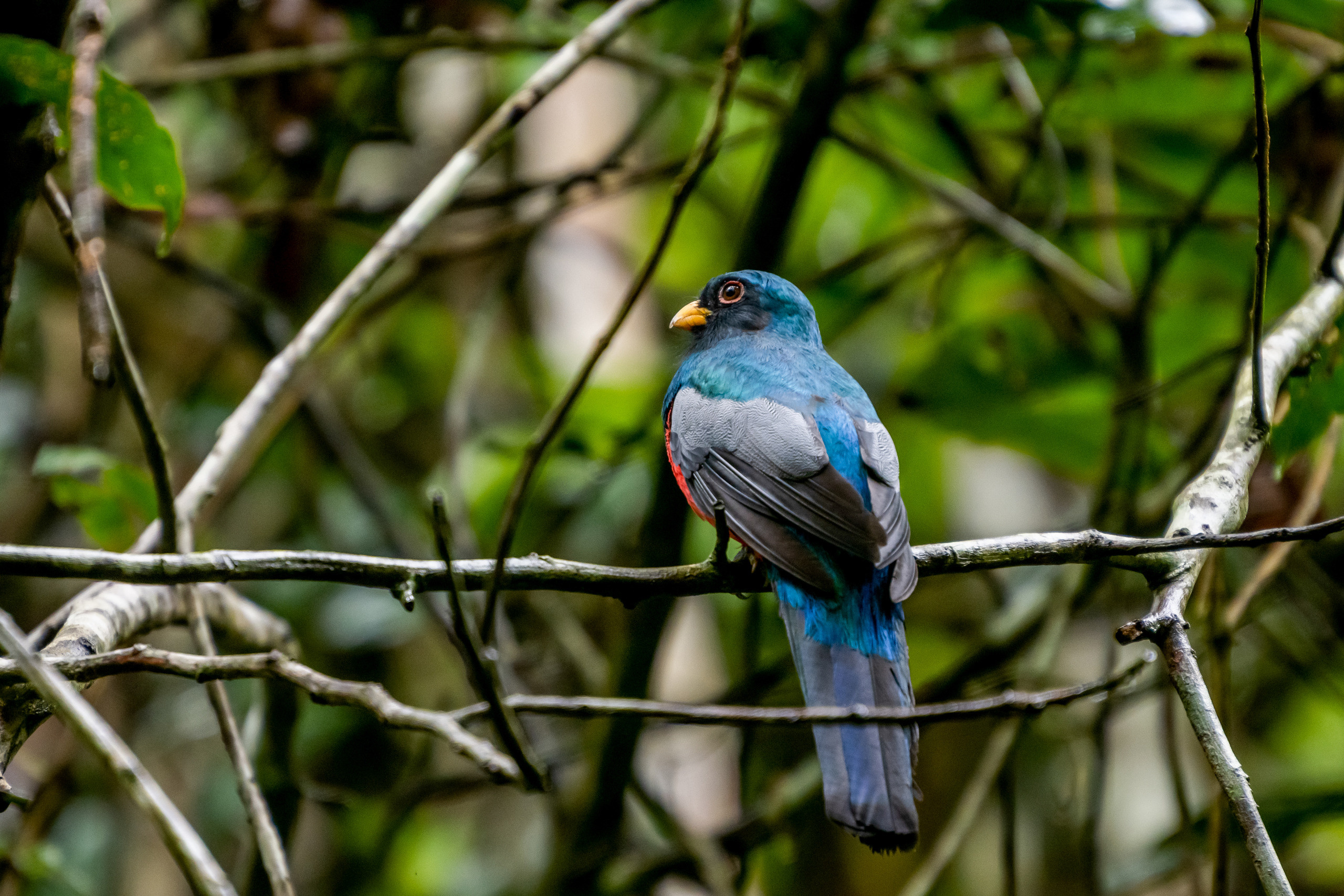 Амазонка, Амазония, Джунгли, Перу, Тропики, Тропический лес, Путешествие в Южную Америку, Путешествие в Перу, Туры на Амазонку