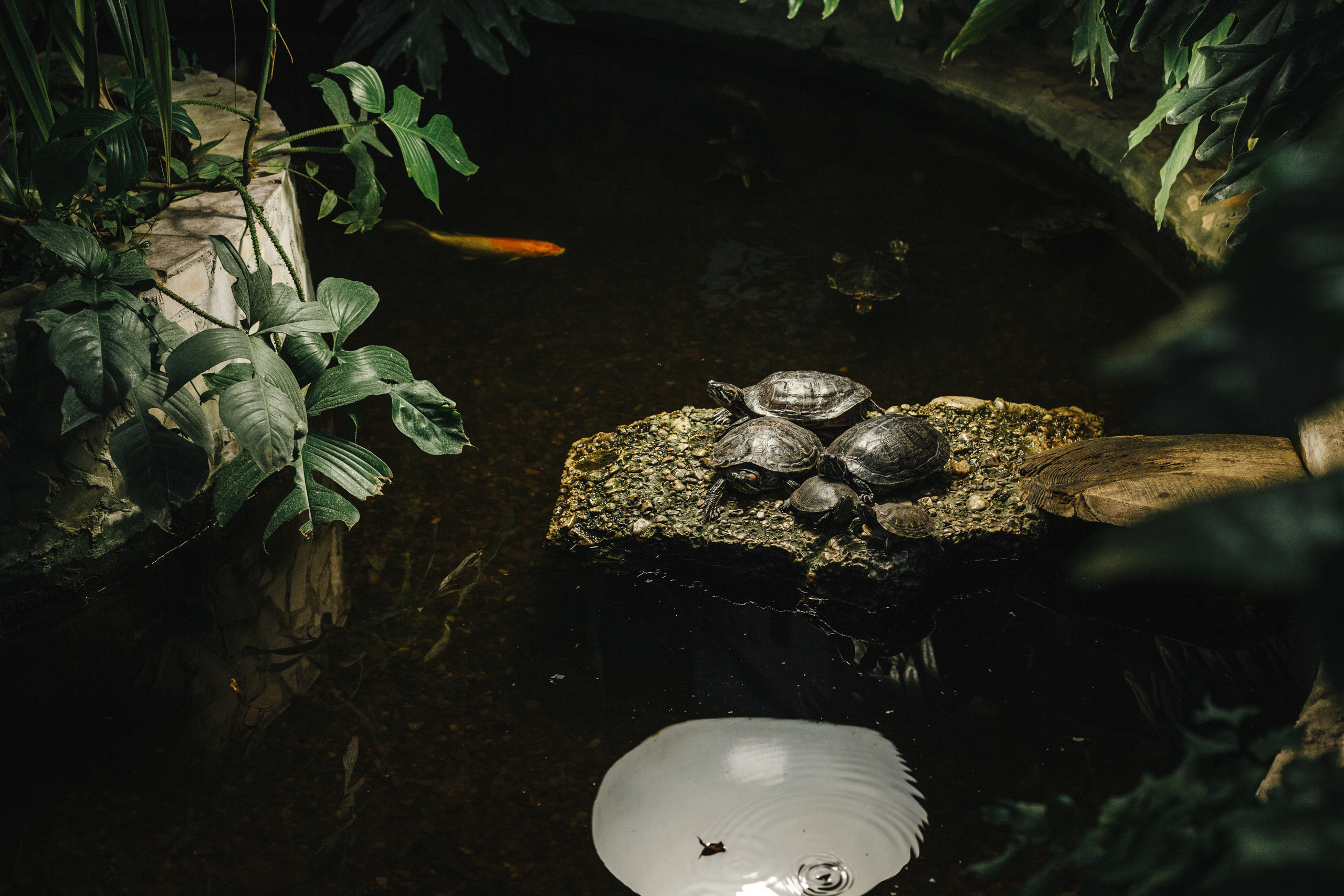 Прогулка в Сибирском Ботаническом саду ТГУ. Евгения Орлова