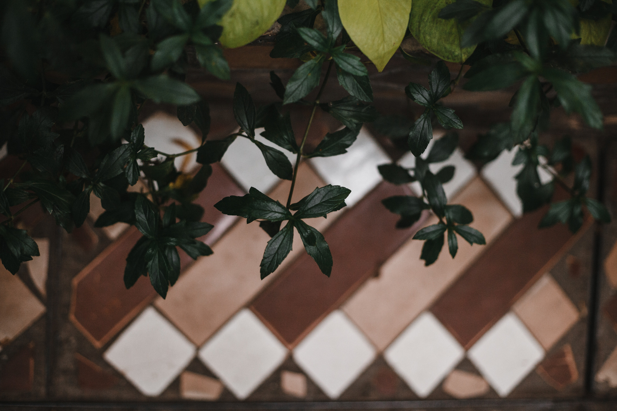 Прогулка в Сибирском Ботаническом саду ТГУ. Евгения Орлова