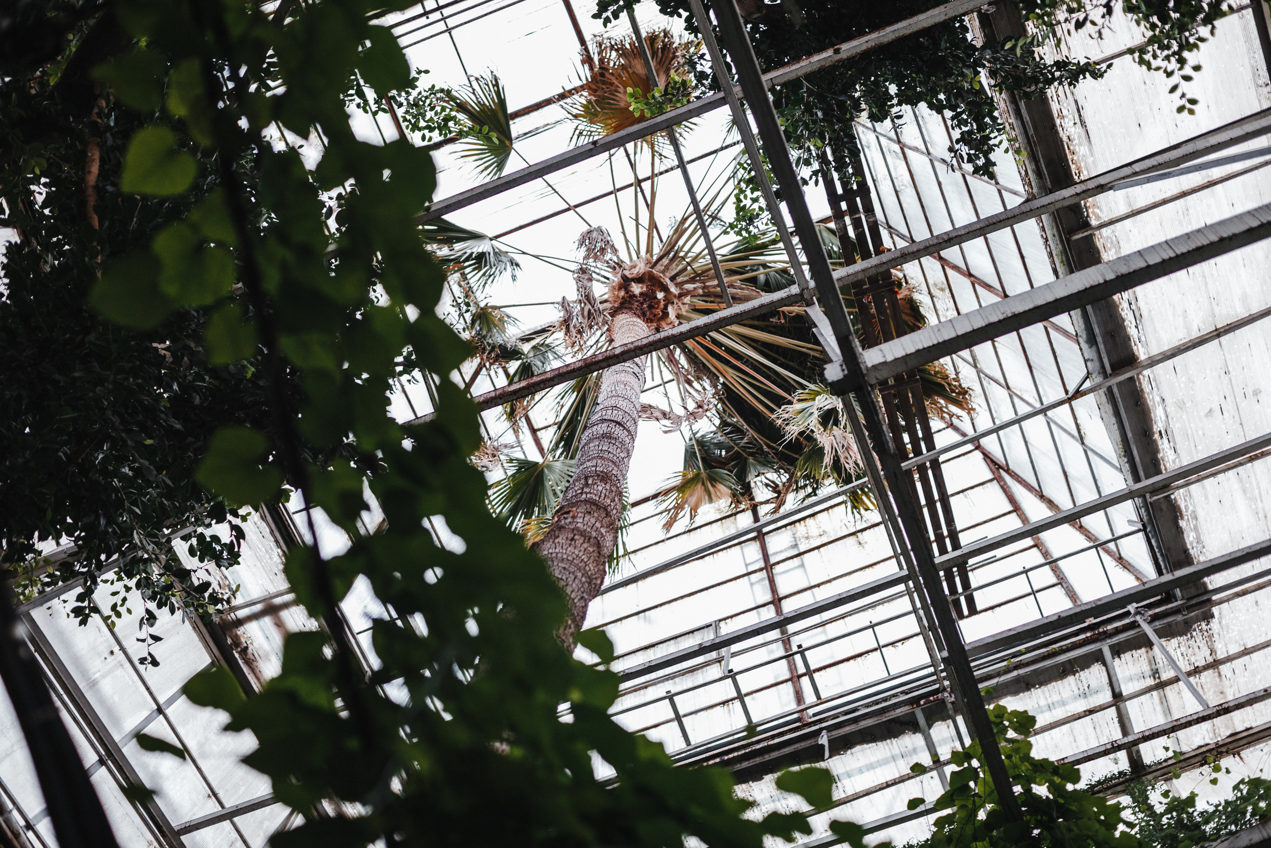 Оранжерея ТГУ