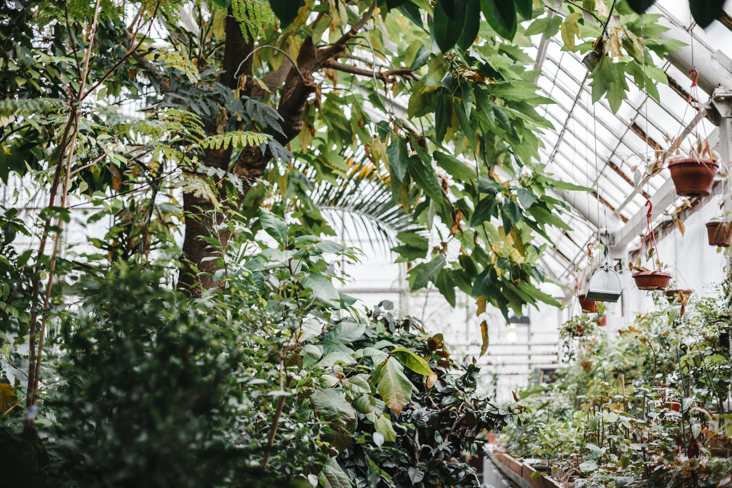 Прогулка в Сибирском Ботаническом саду ТГУ. Евгения Орлова