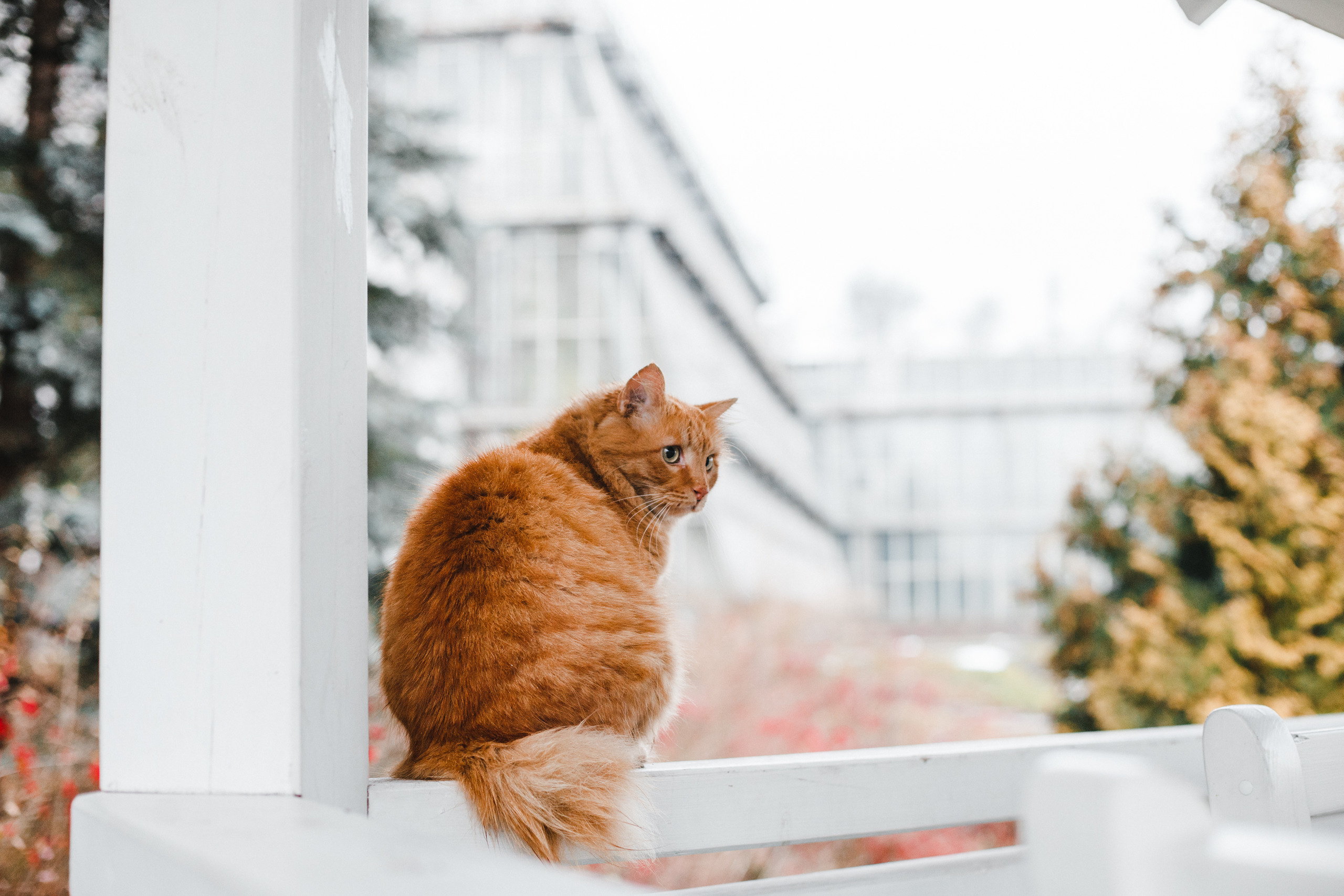 Прогулка в Сибирском Ботаническом саду ТГУ. Евгения Орлова