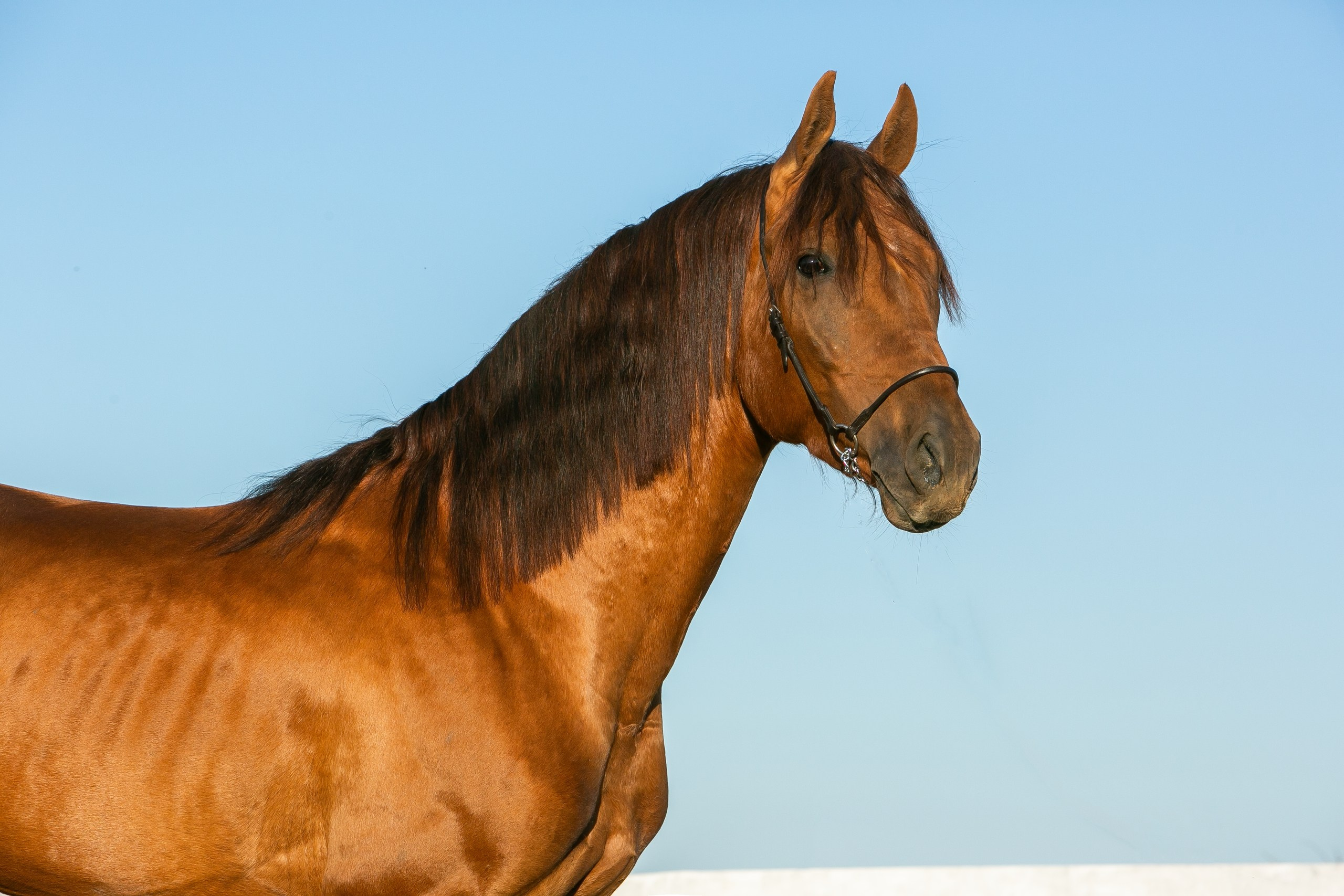 Богнер 2021 г. р. (Бомбей-Гликерия) Пал в марте 2026 года. Конный фотограф Юлия Дроздова