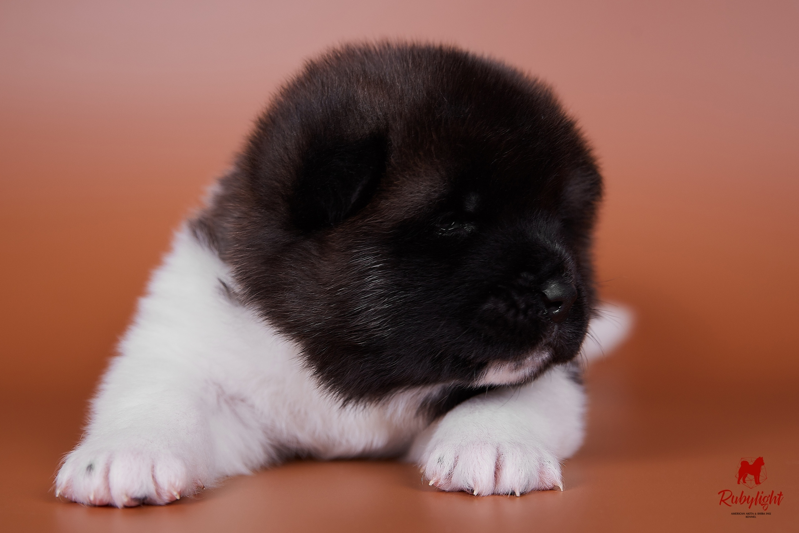 NAMES OF AMERICAN AKITA PUPPIES FROM LITTER "B". AMERICAN AKITA RUBYLIGHT KENNEL I SHIBA-INU