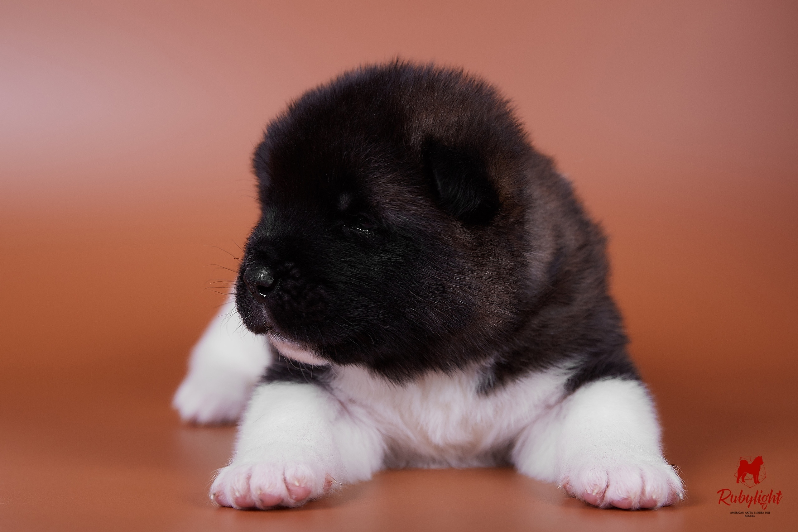 NAMES OF AMERICAN AKITA PUPPIES FROM LITTER "B". AMERICAN AKITA RUBYLIGHT KENNEL I SHIBA-INU