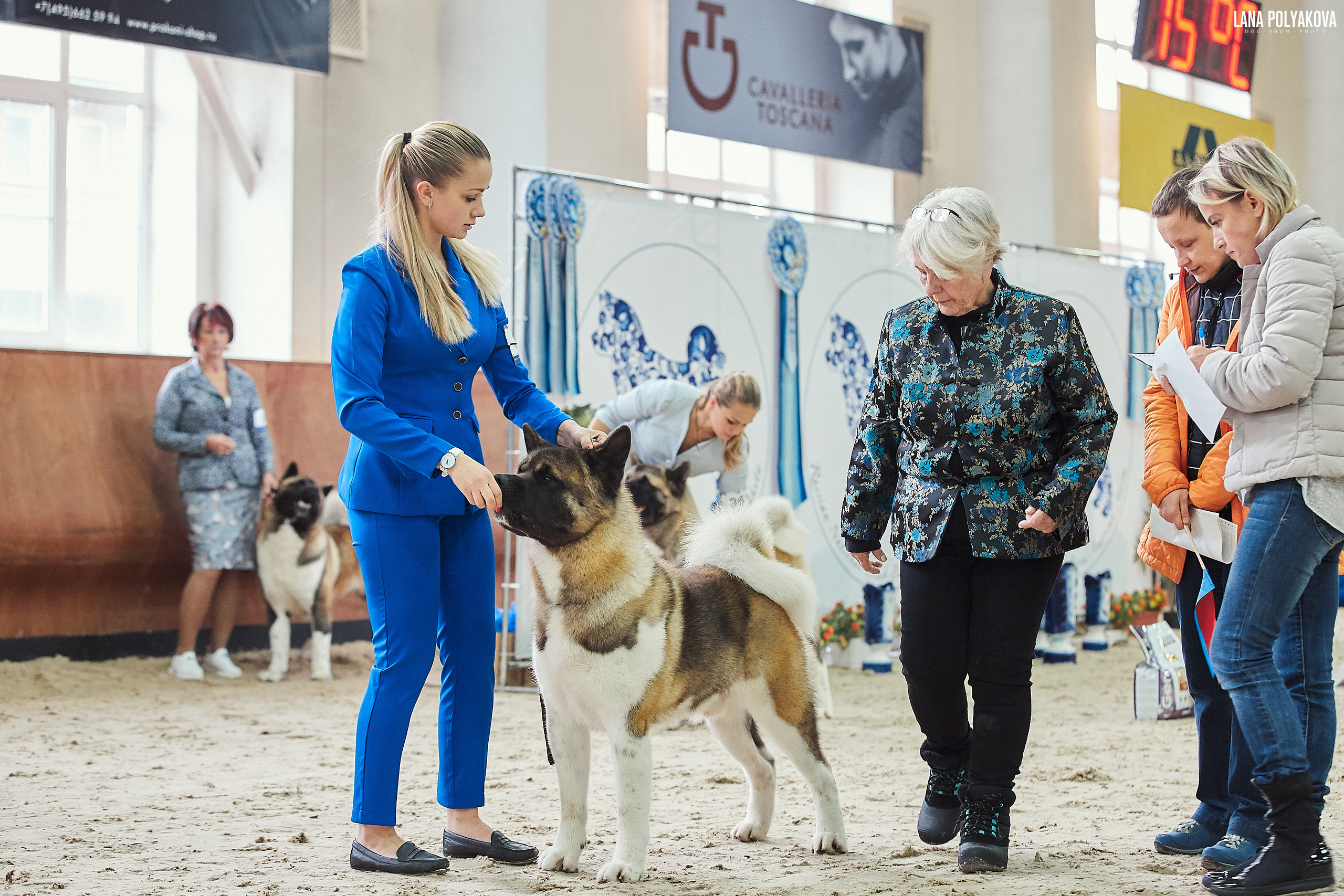 Новости питомника RUBYLIGHT, американская акита и сиба-ину. Американская акита I Сиба ину I Питомник RUBYLIGHT