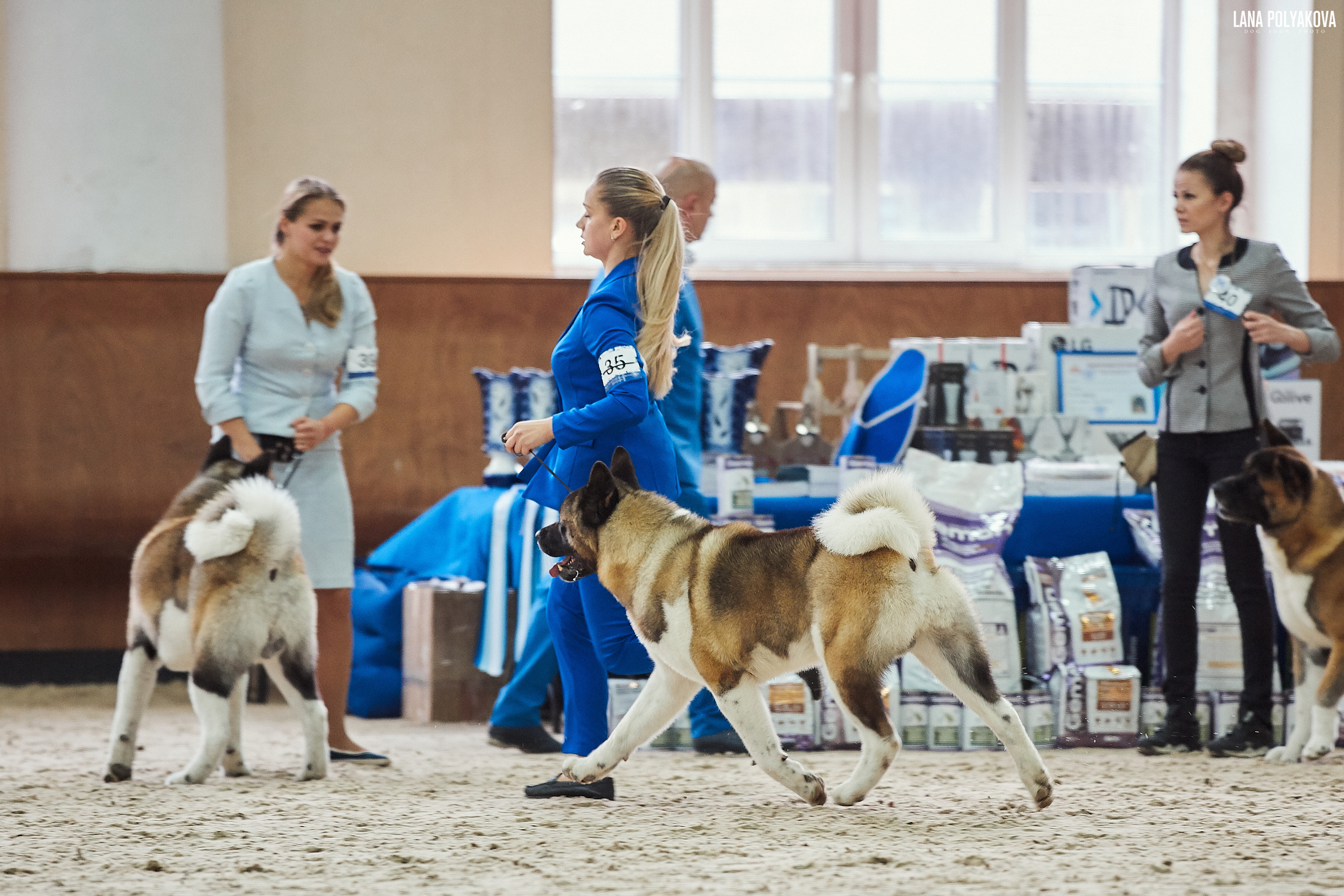 Новости питомника RUBYLIGHT, американская акита и сиба-ину. Американская акита I Сиба ину I Питомник RUBYLIGHT