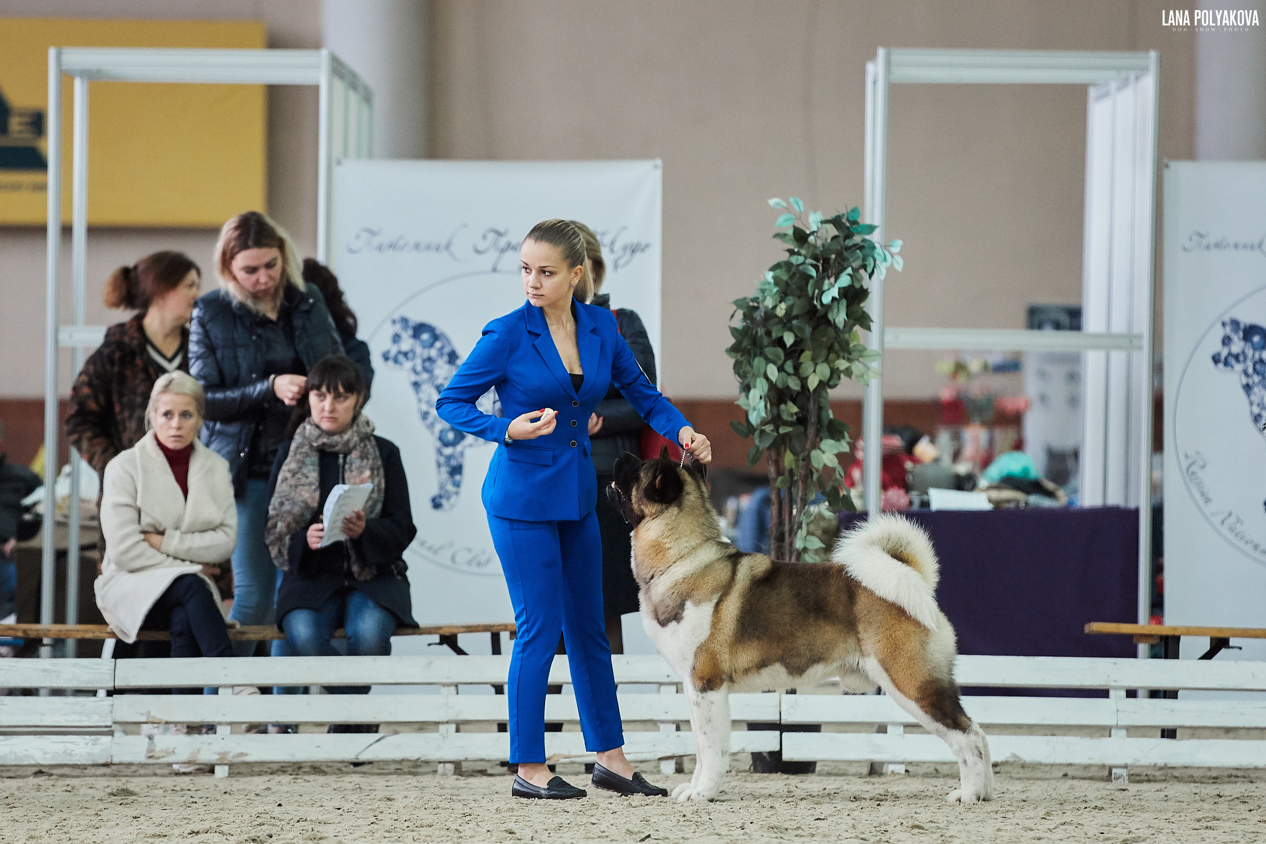 Новости питомника RUBYLIGHT, американская акита и сиба-ину. Американская акита I Сиба ину I Питомник RUBYLIGHT