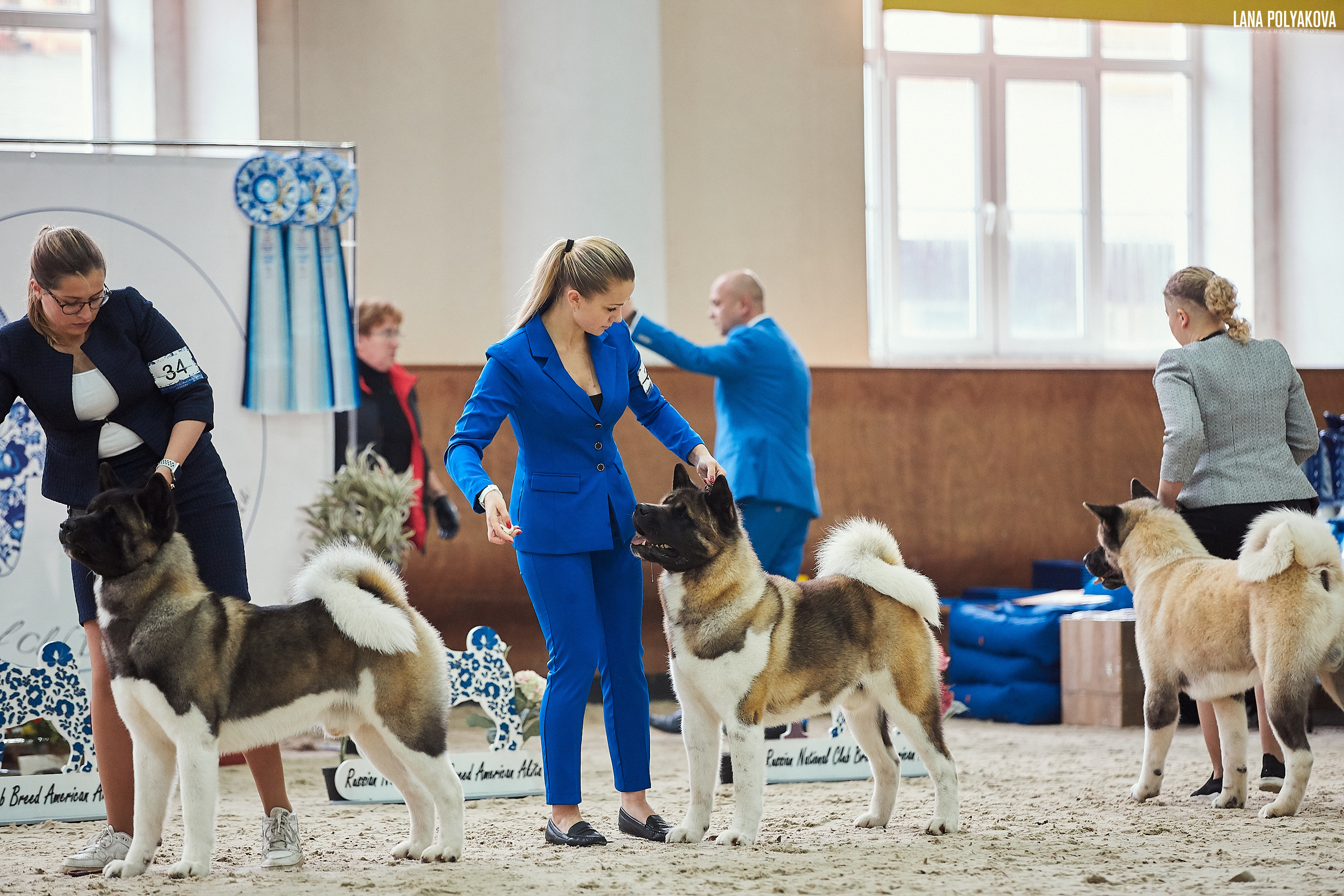 Новости питомника RUBYLIGHT, американская акита и сиба-ину. Американская акита I Сиба ину I Питомник RUBYLIGHT