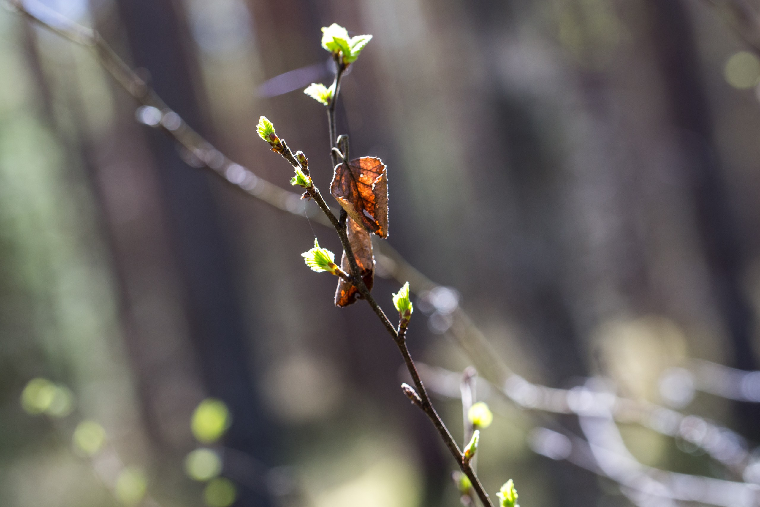 Весенний Фотопроект. OLGA OLEYNIKOVA Пространство, люди, смыслы