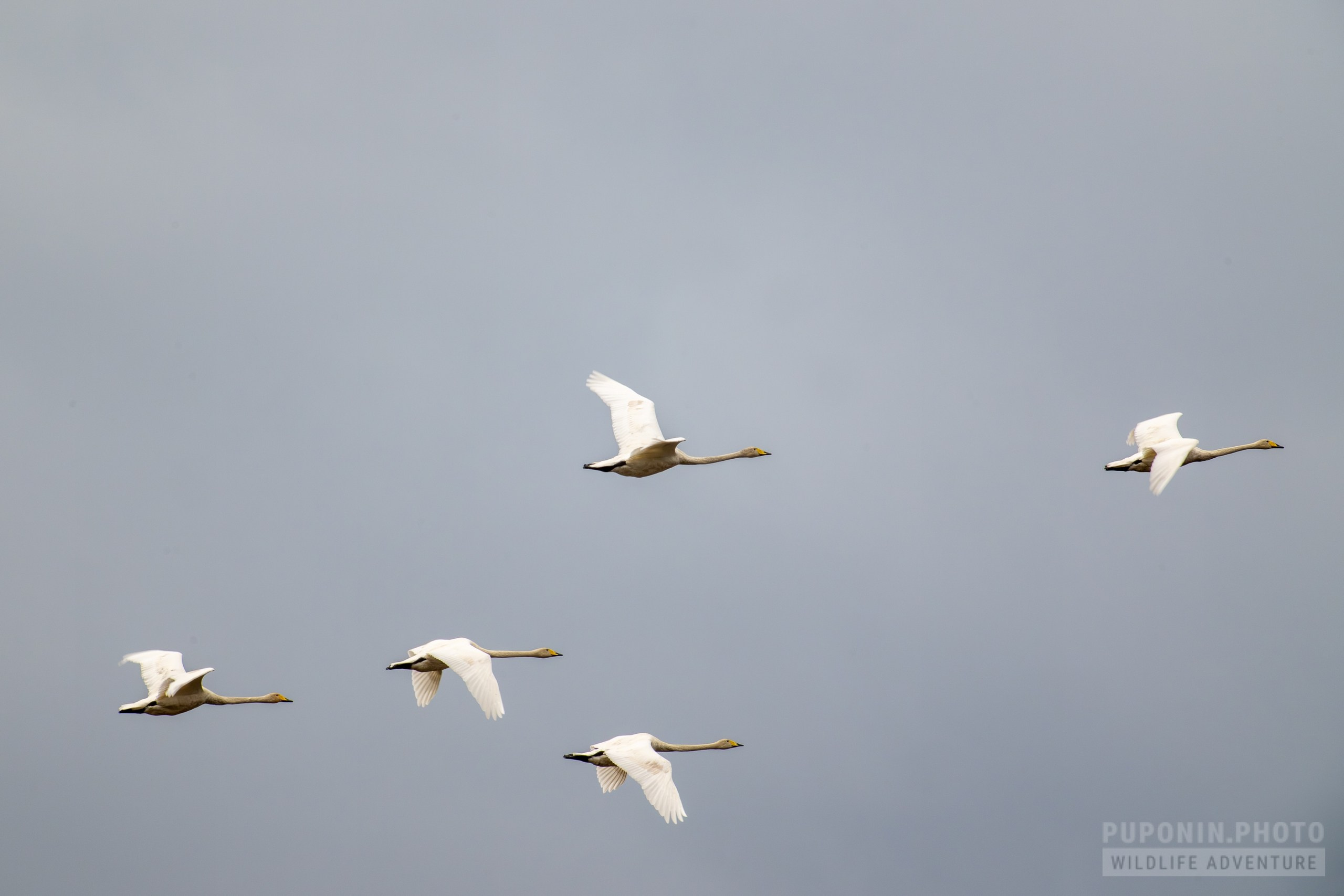 Полевое тестирование Sony 600 mm F/6.3 GM OSS. День второй. 2TC = 1200 mm!. Фотограф Сергей Пупонин