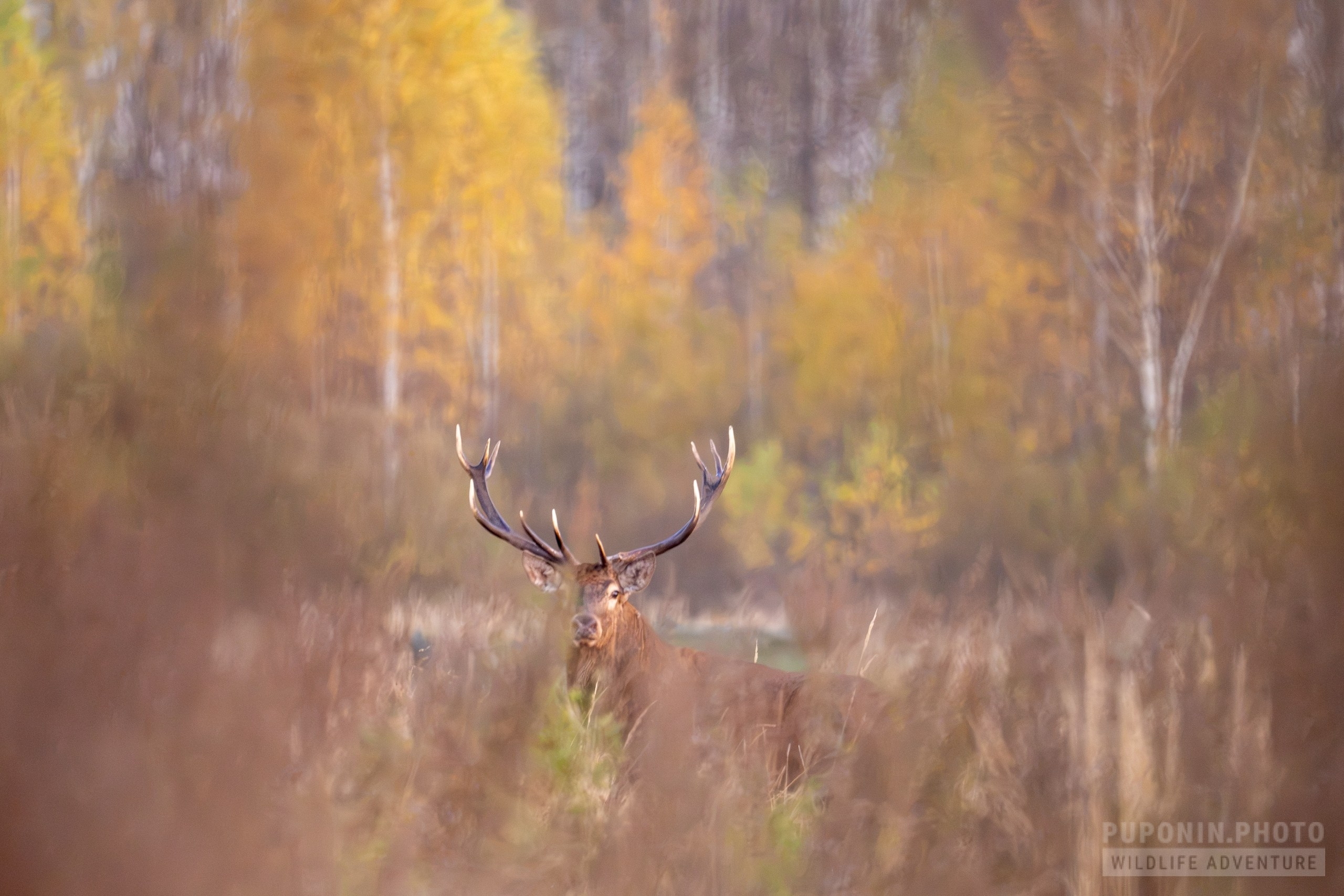Полевое тестирование Sony 600 mm F/6.3 GM OSS. День первый. Фотограф Сергей Пупонин