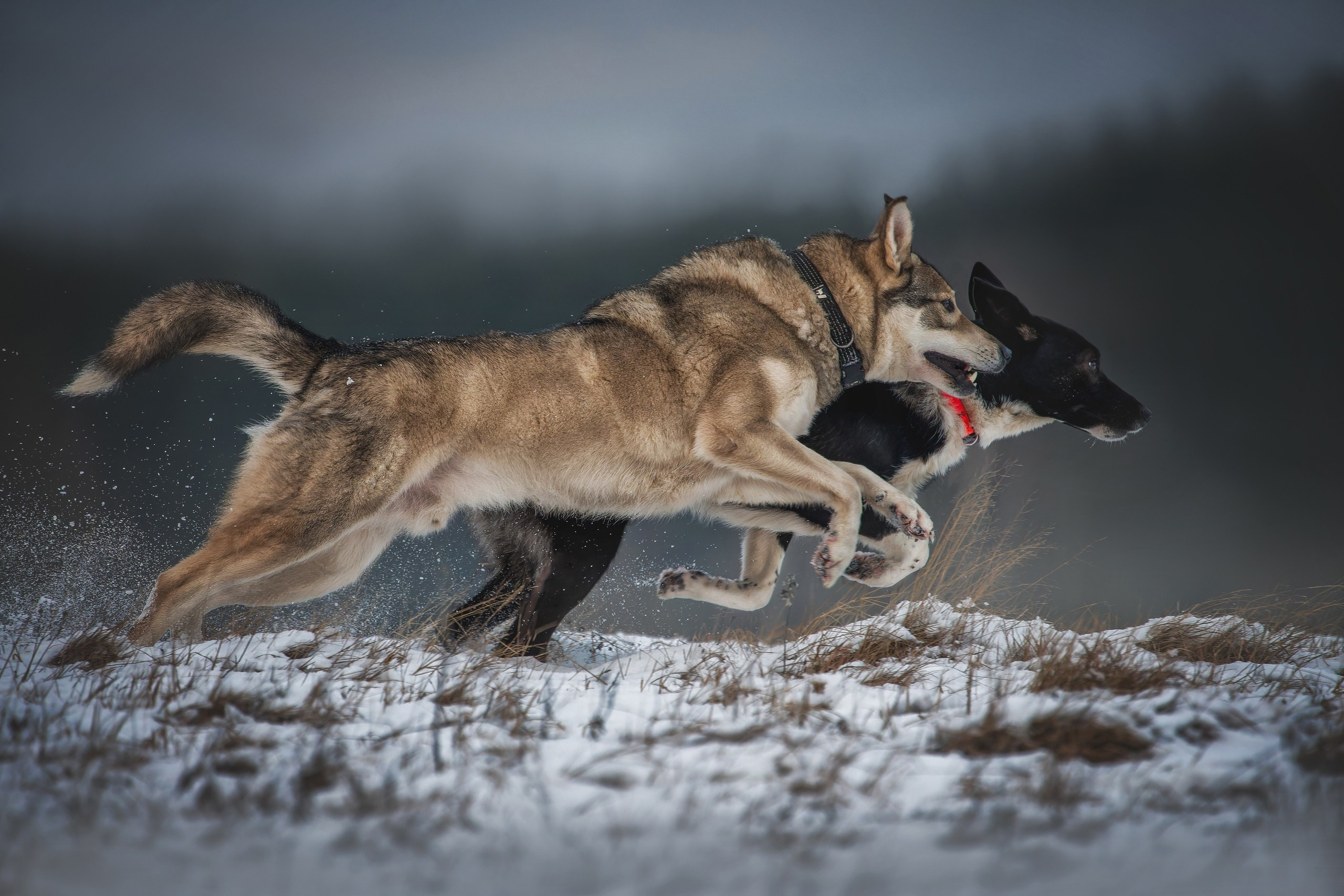 Результаты конкурсов. Irenephoto.ru