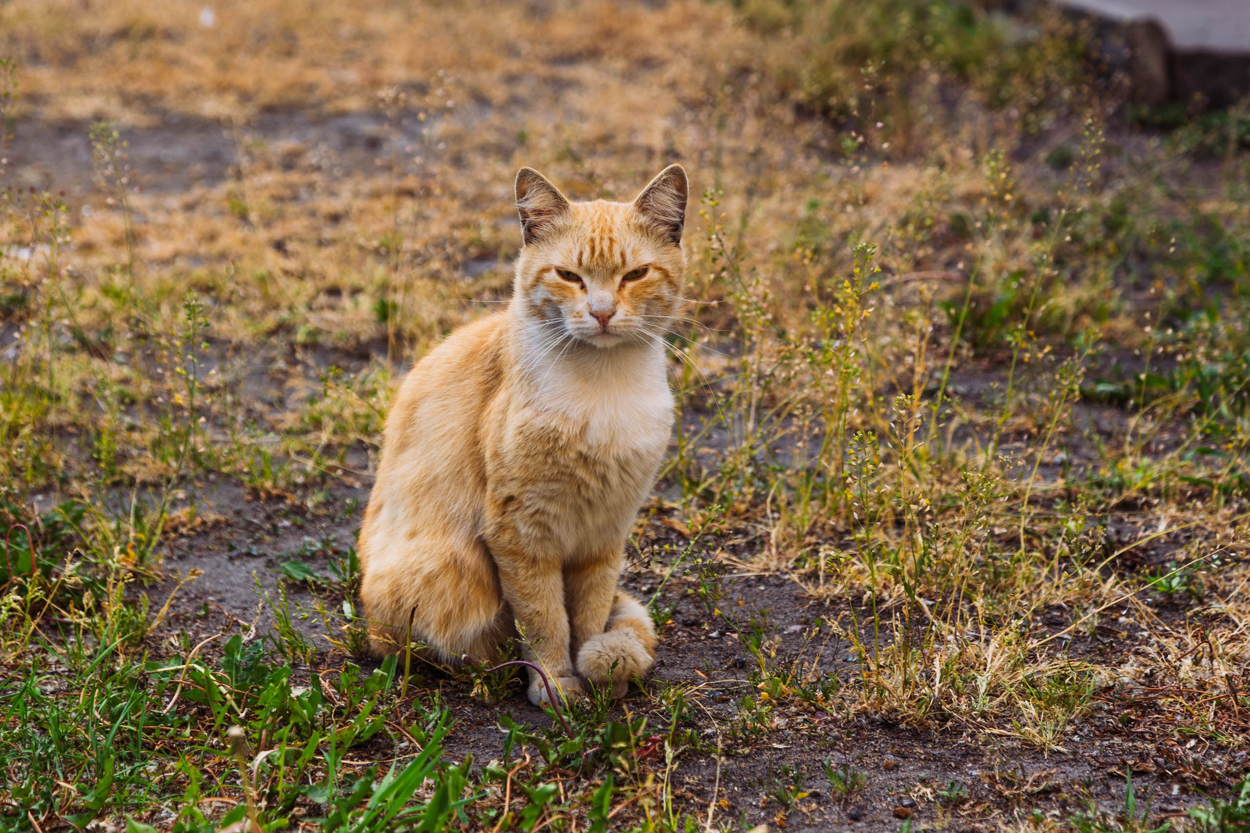 Фотографирую кошек. Репортажный и концертный фотограф в Санкт-Петербурге Адмакина Дарья