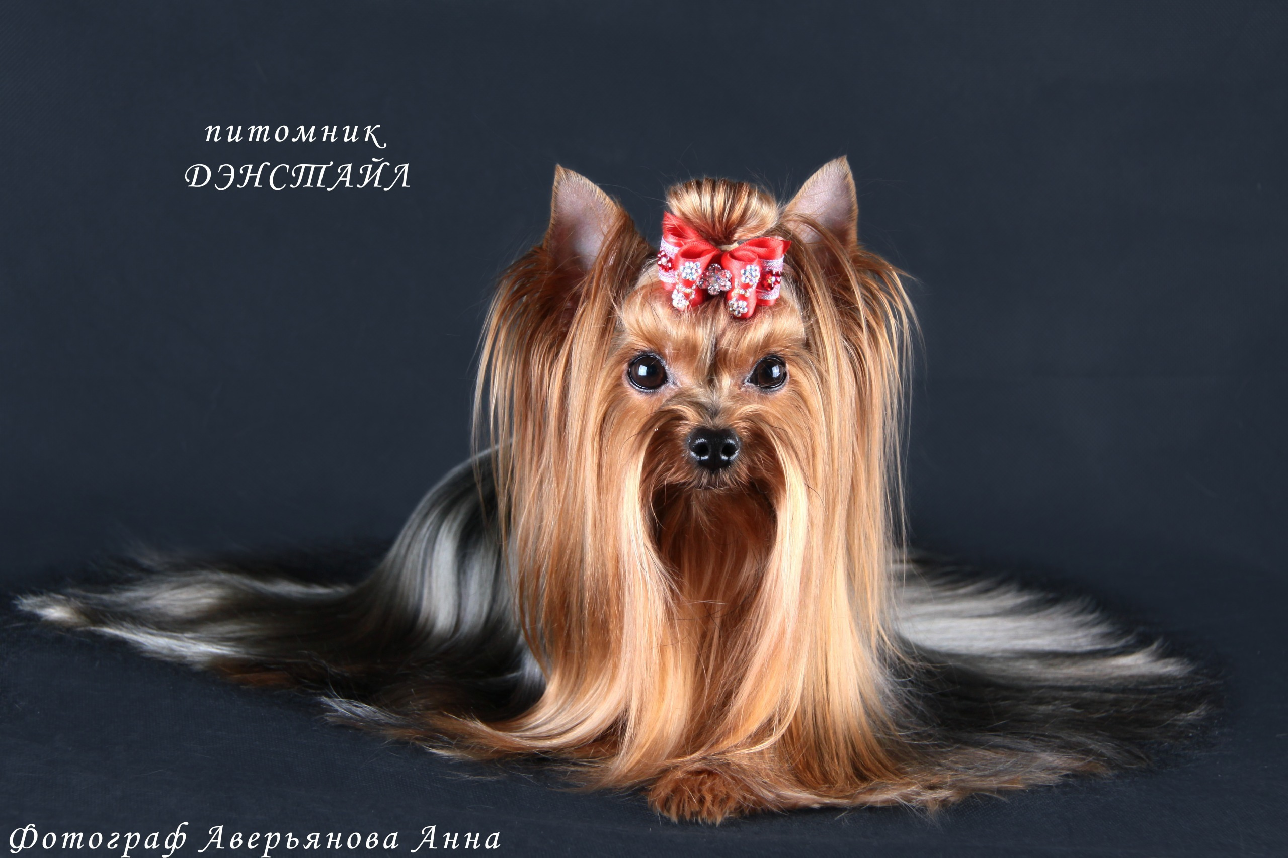 Хелен из Замка Сид. Питомник Йоркширских терьеров Дэнстайл в Санкт-Петербурге заводчик Тих