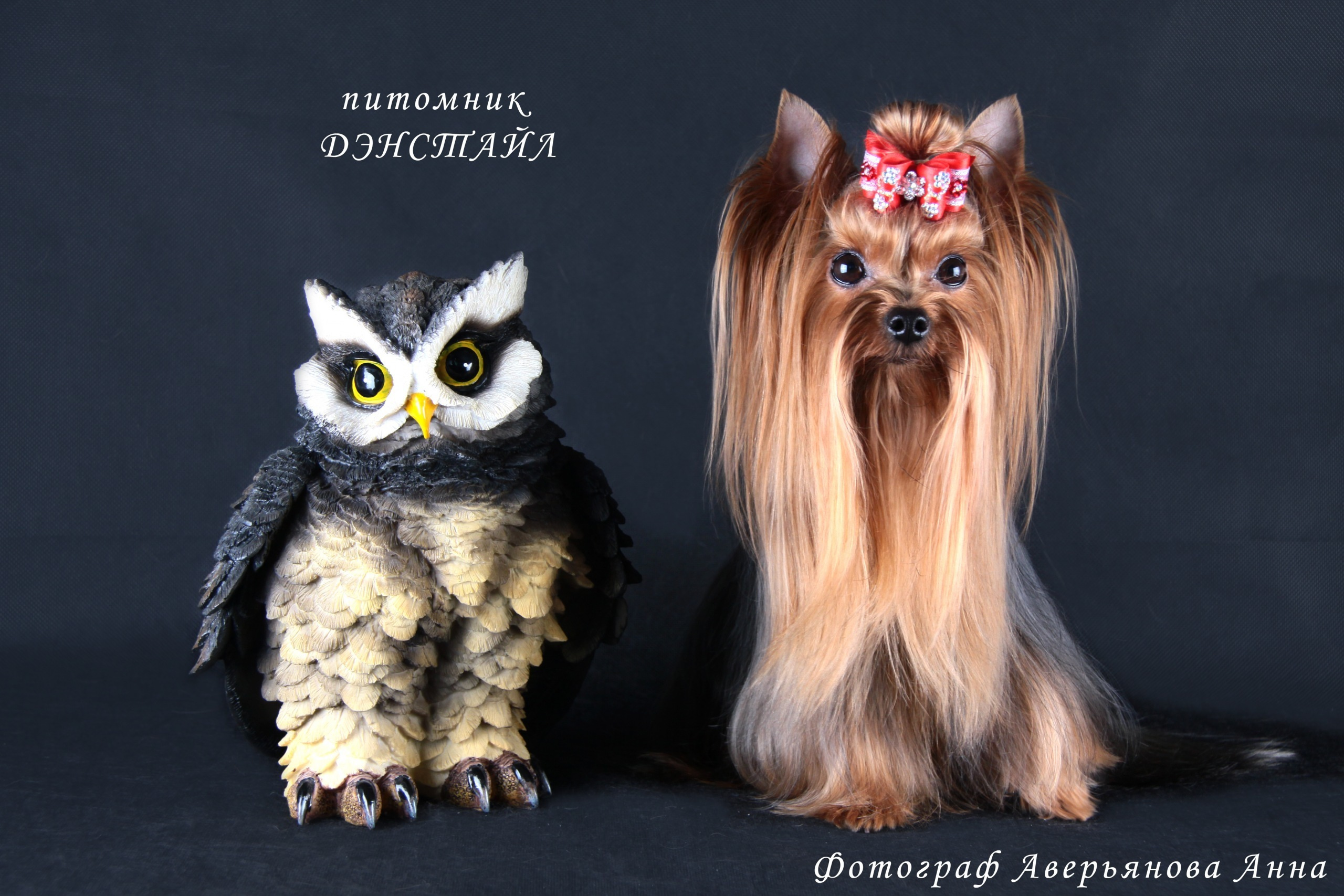 Хелен из Замка Сид. Питомник Йоркширских терьеров Дэнстайл в Санкт-Петербурге заводчик Тих