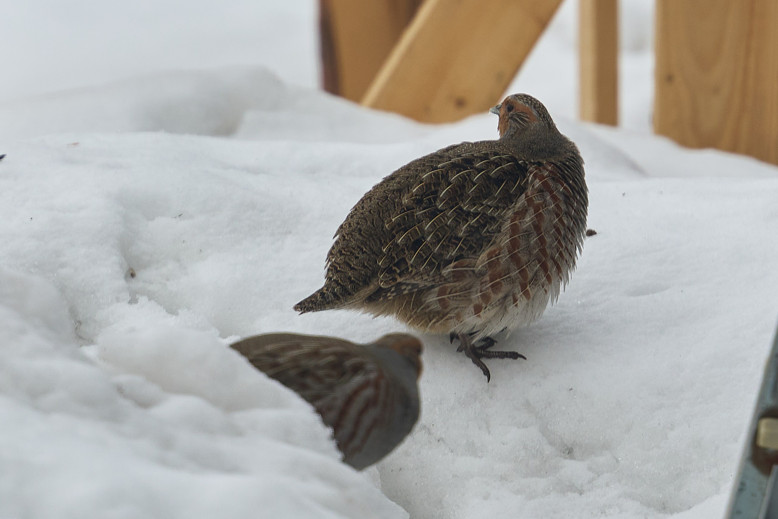 Sony a6700 + Tamron 70-180/2.8 G2. Фотографирует красивое Денис Горностаев