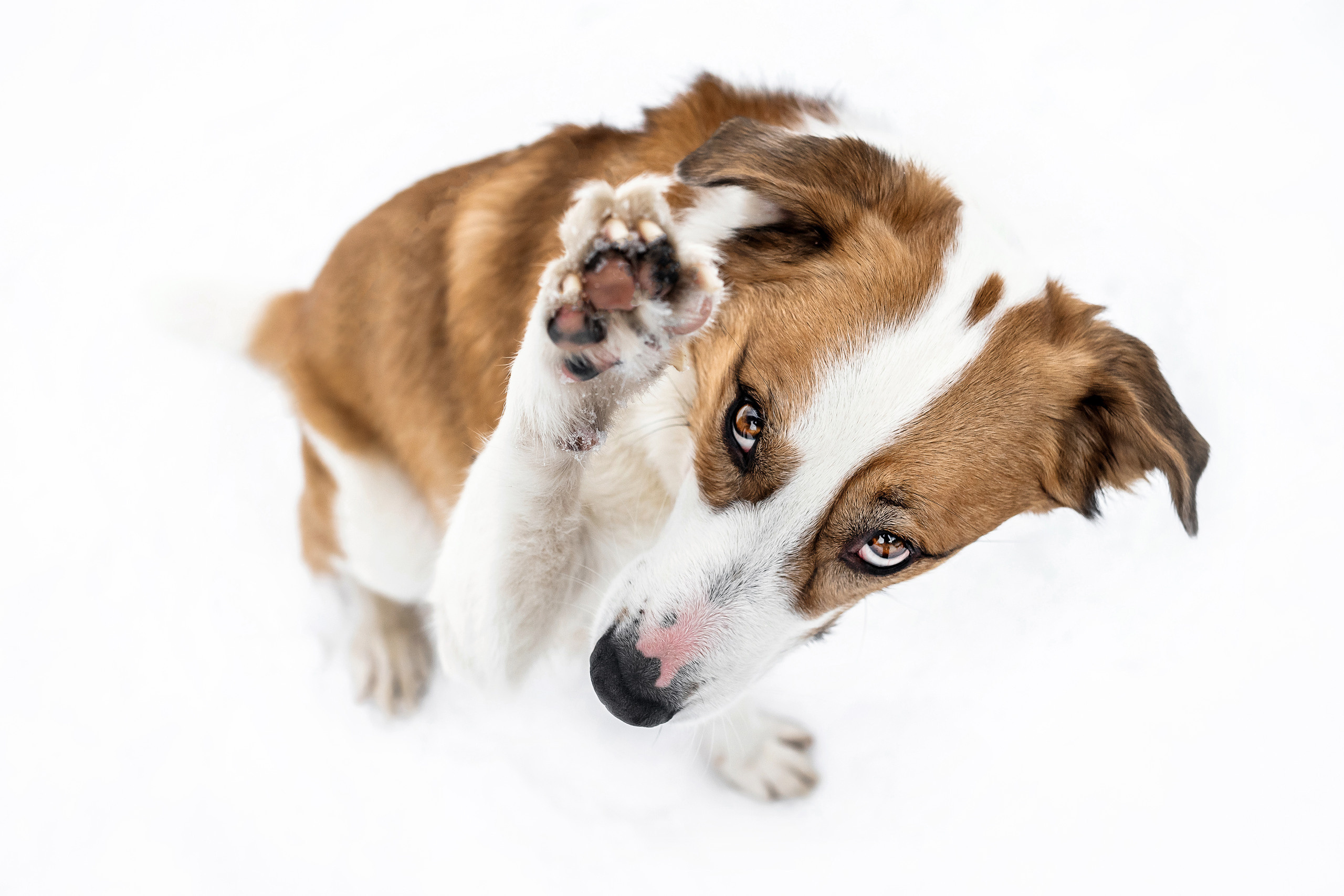 Как фотографировать домашних животных