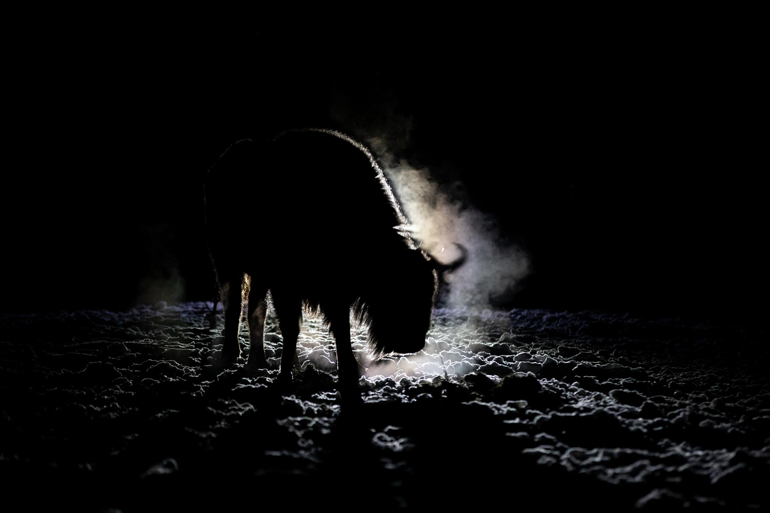 фототуры, фототур, экспедиция, животные, приключение, путешествие, поездка, туры выходного дня, туры по России, фототуры по России, дикая природа, зубры, Калужские засеки