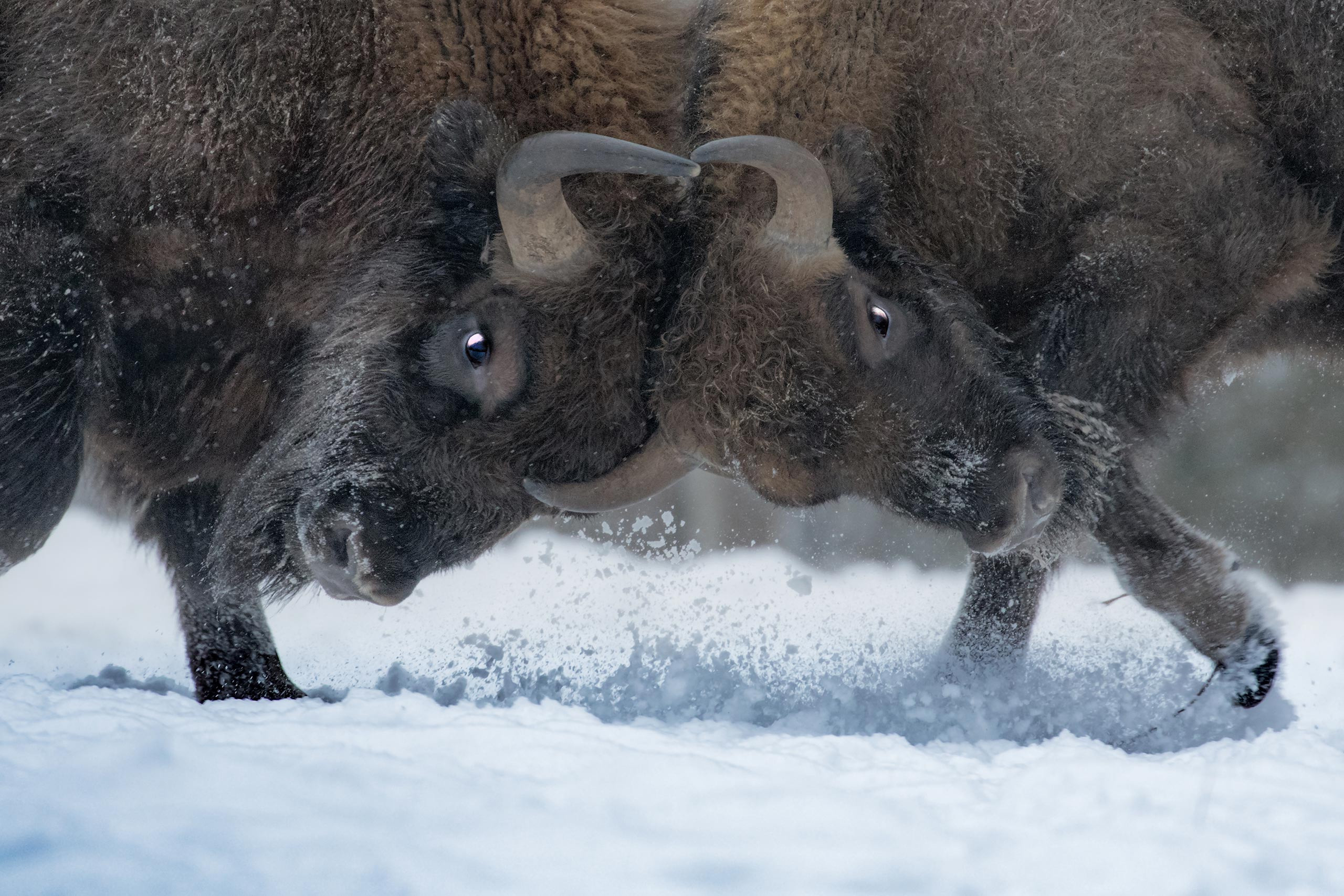 фототуры, фототур, экспедиция, животные, приключение, путешествие, поездка, туры выходного дня, туры по России, фототуры по России, дикая природа, зубры, Калужские засеки