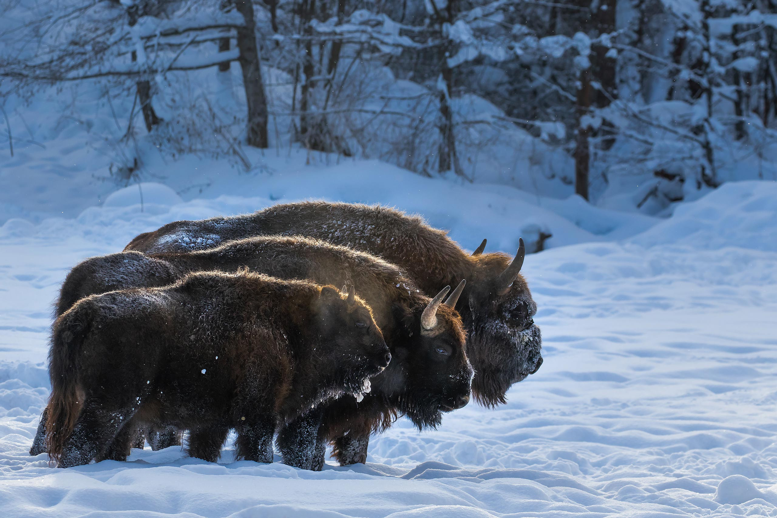 фототуры, фототур, экспедиция, животные, приключение, путешествие, поездка, туры выходного дня, туры по России, фототуры по России, дикая природа, зубры, Калужские засеки