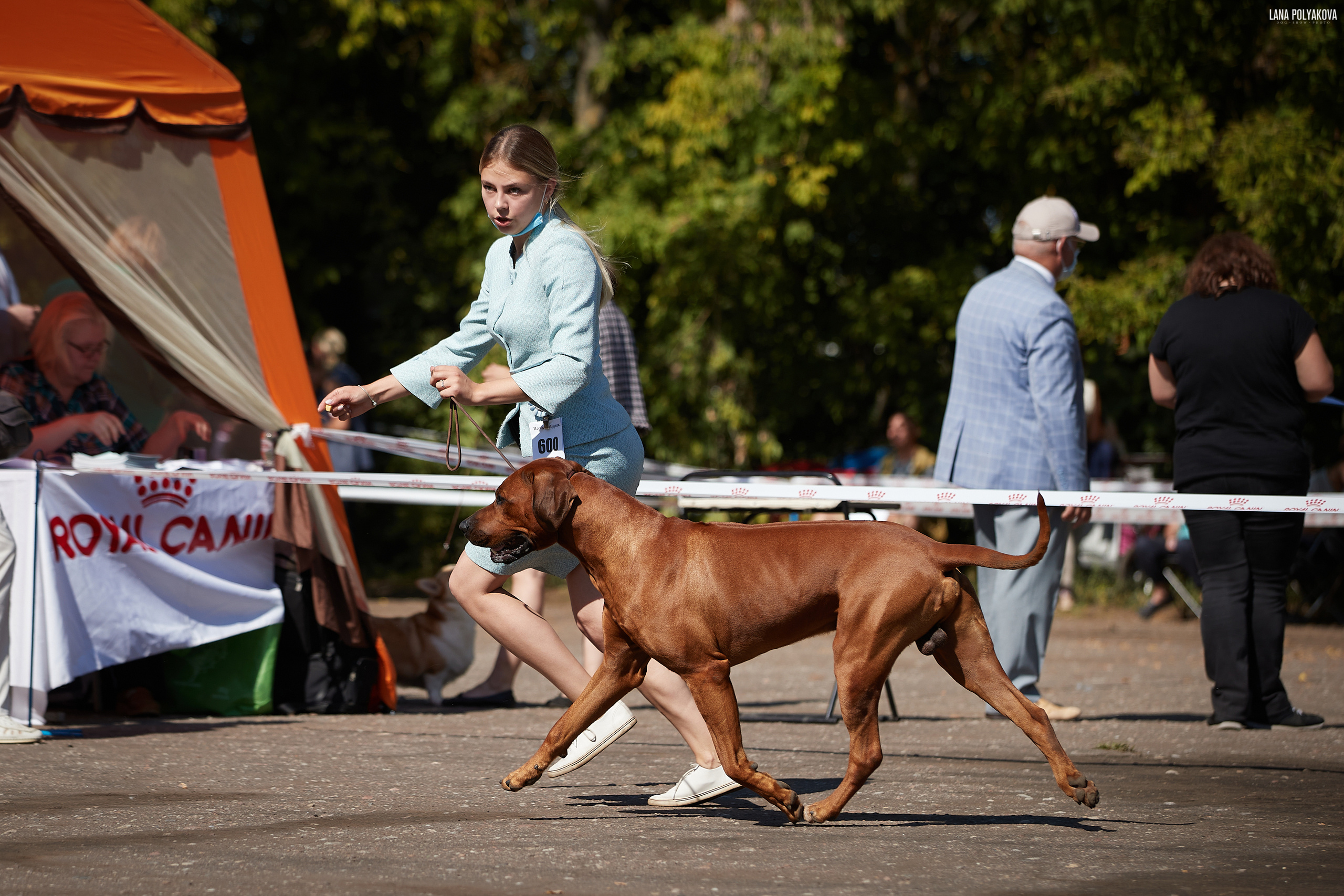 Выставочная деятельность родезийского риджбека Adhamas Geni Nala (Алан. Rhodesian ridgeback Adhamas Geni Nala