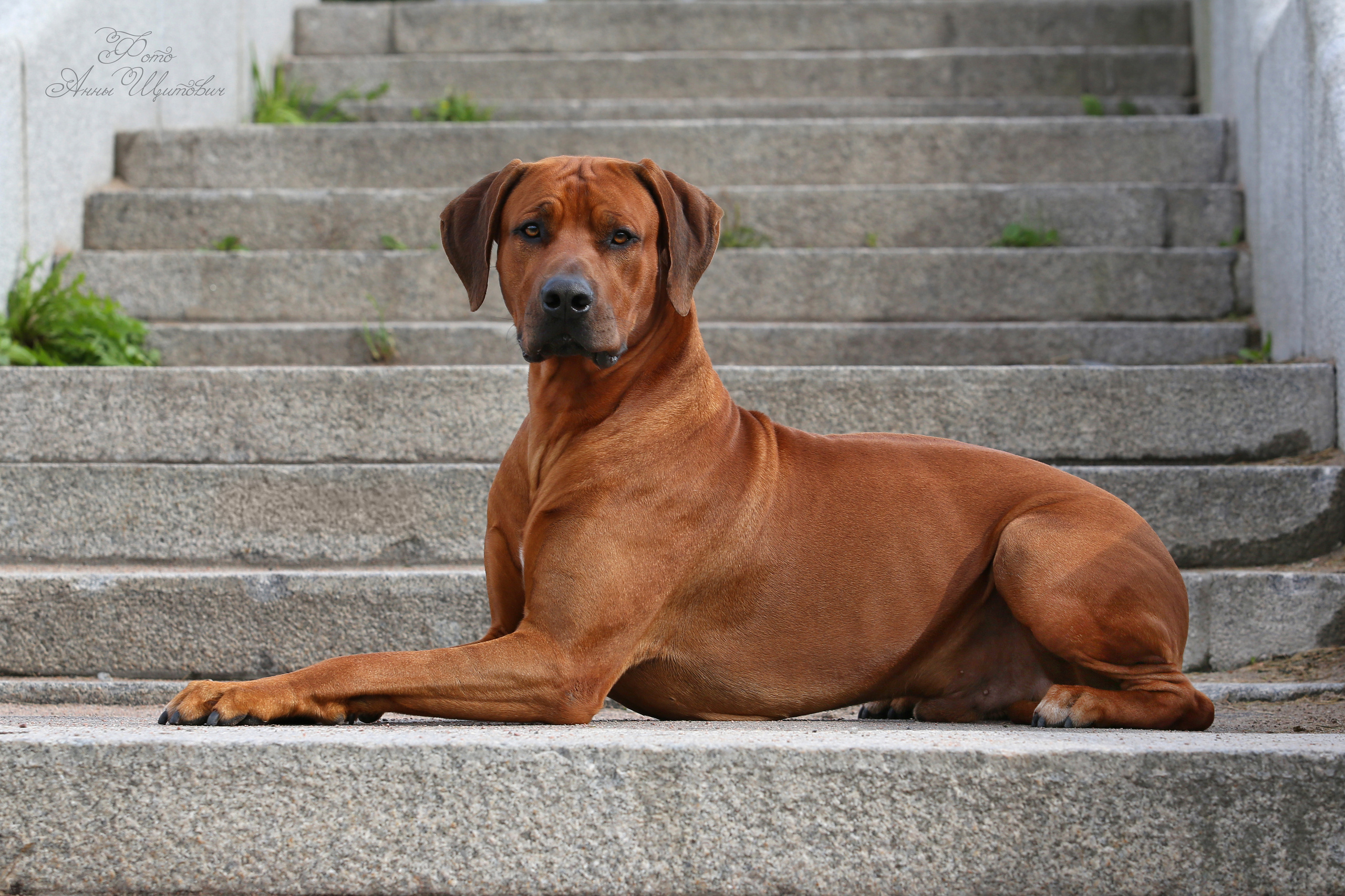 Rhodesian ridgeback Adhamas Geni Nala