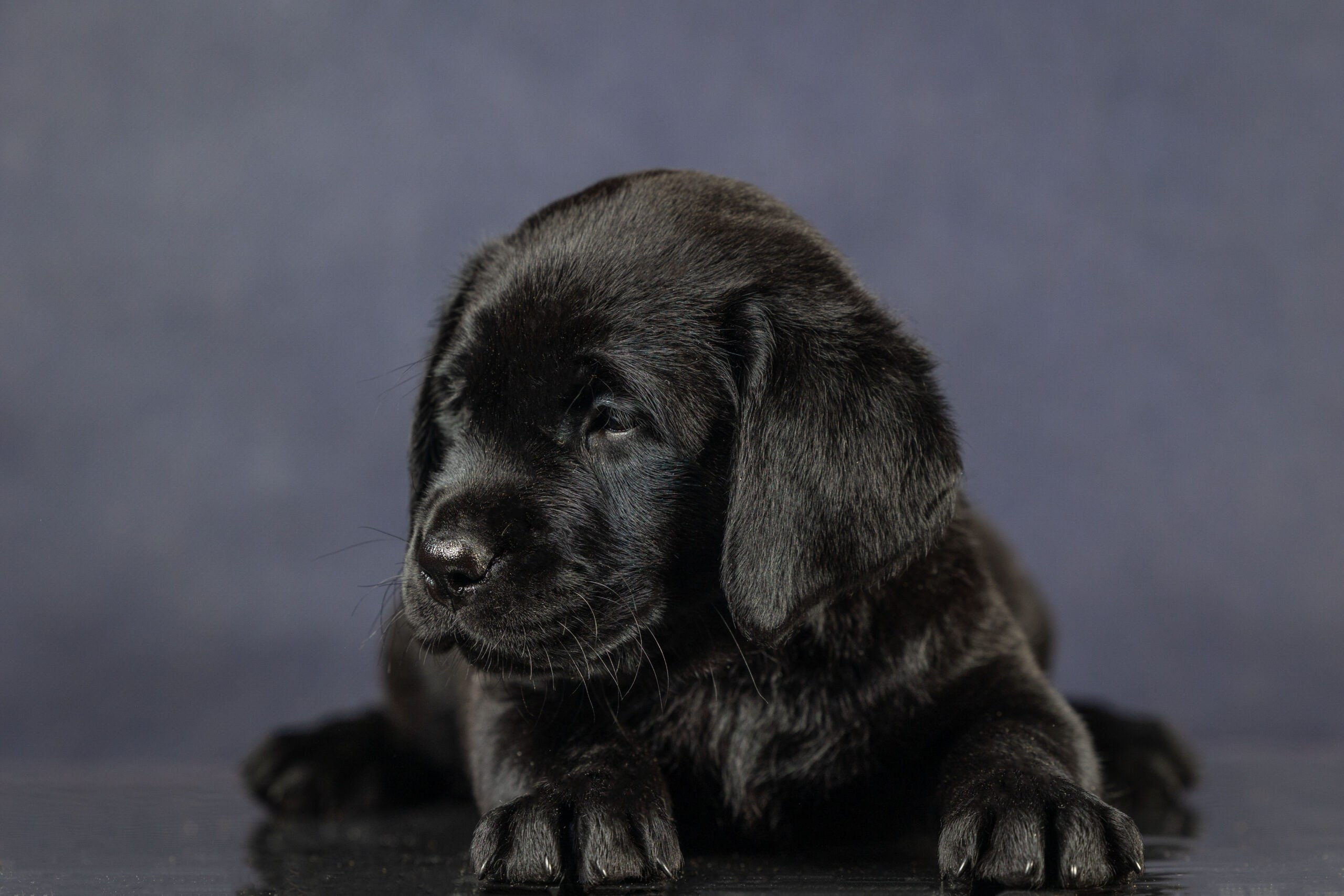 Маленькие щенки зенненхунда в России. Питомник больших швейцарских зенненхундов (гроссов) Санбёдс / Sanbirds