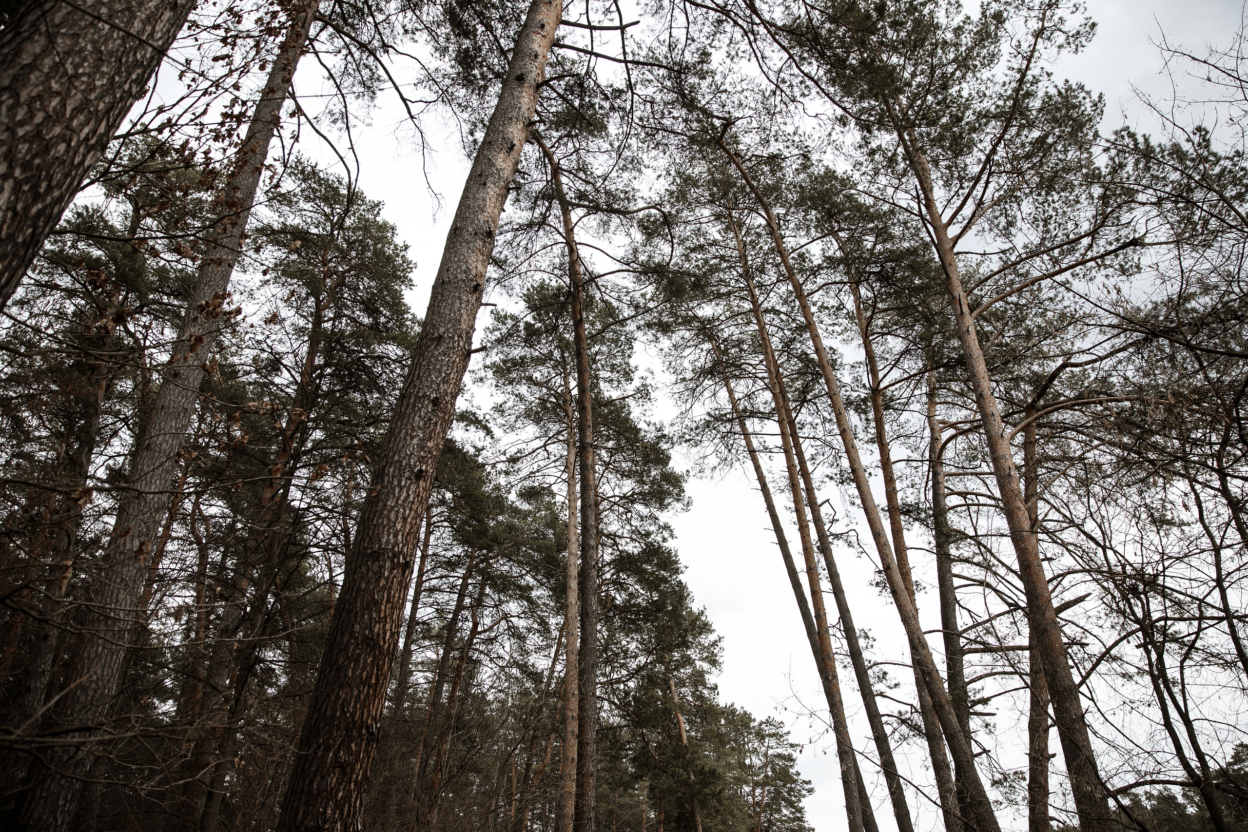 Семейная съемка Сергея и Вероника. Свадебный фотограф Колесников Антон
