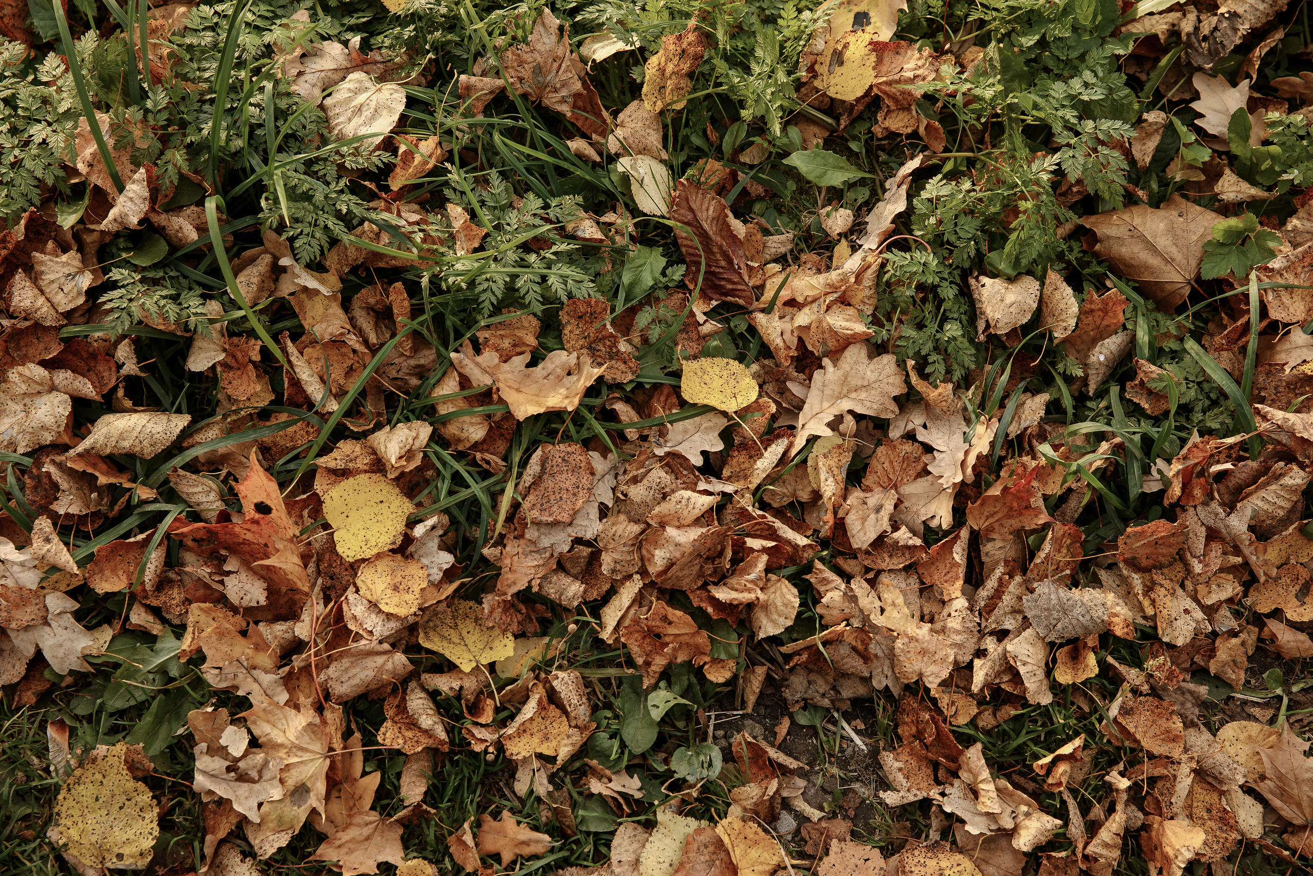 Семейная съемка в усадьбе Полотняный Завод. Свадебный фотограф Колесников Антон