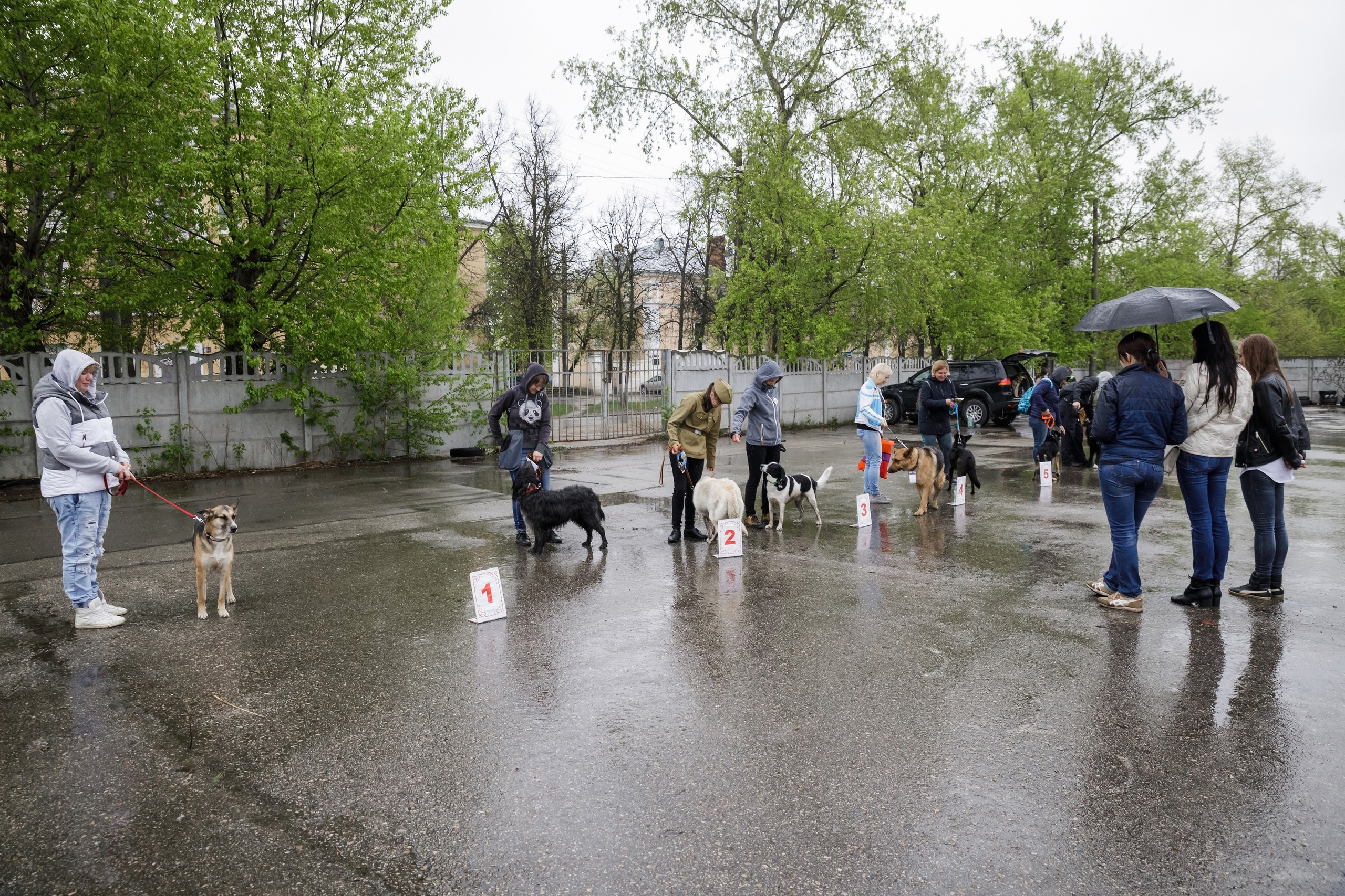 Третья выставка беспородных собак «Для дружбы не важна порода». НРОО КЦ "Собаковод"